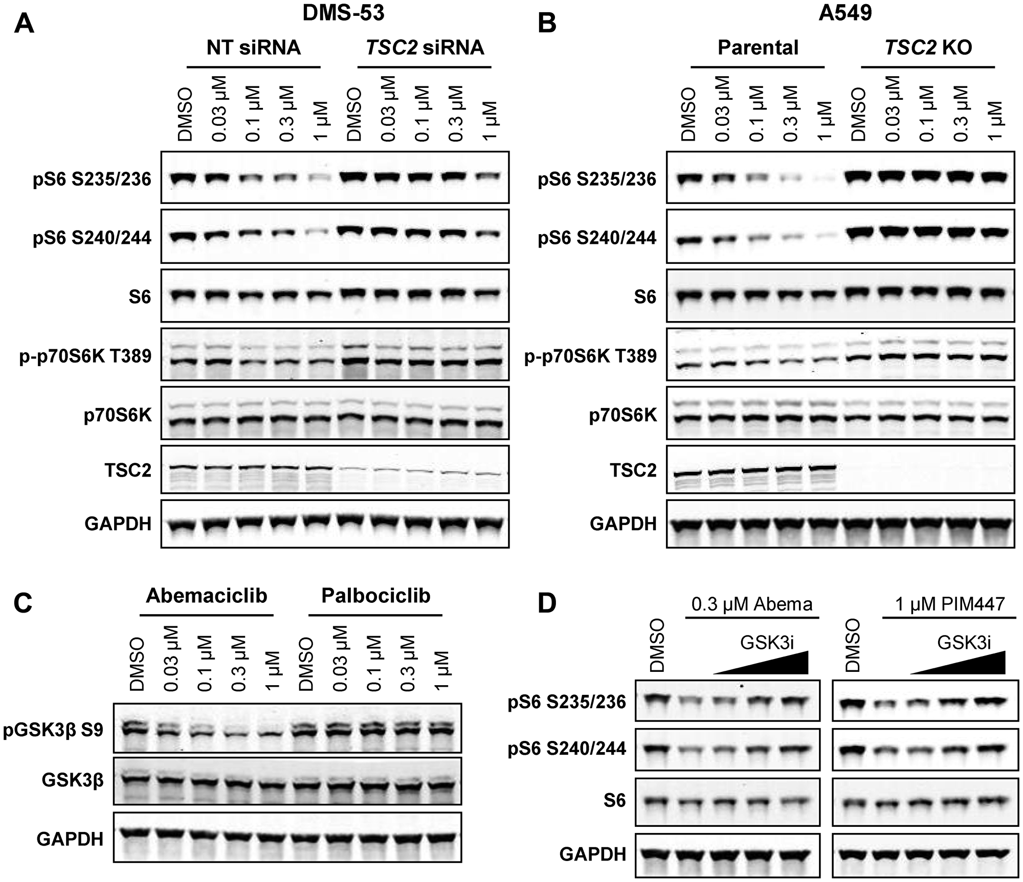 Inhibition of mTOR signaling by abemaciclib requires TSC2 and GSK3β
