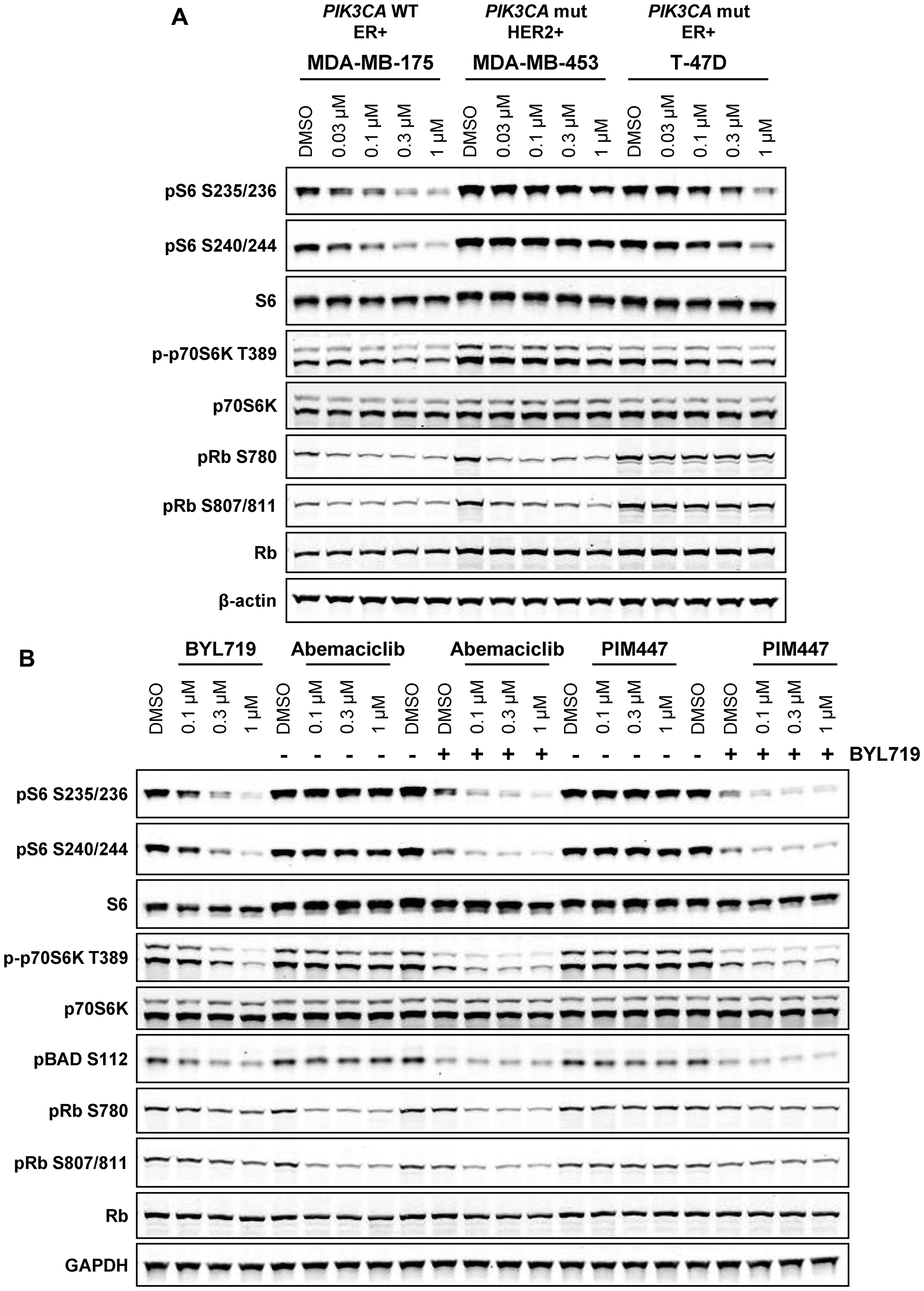 PI3K activity compensates for PIM inhibition in PIK3CA mutant breast cancer