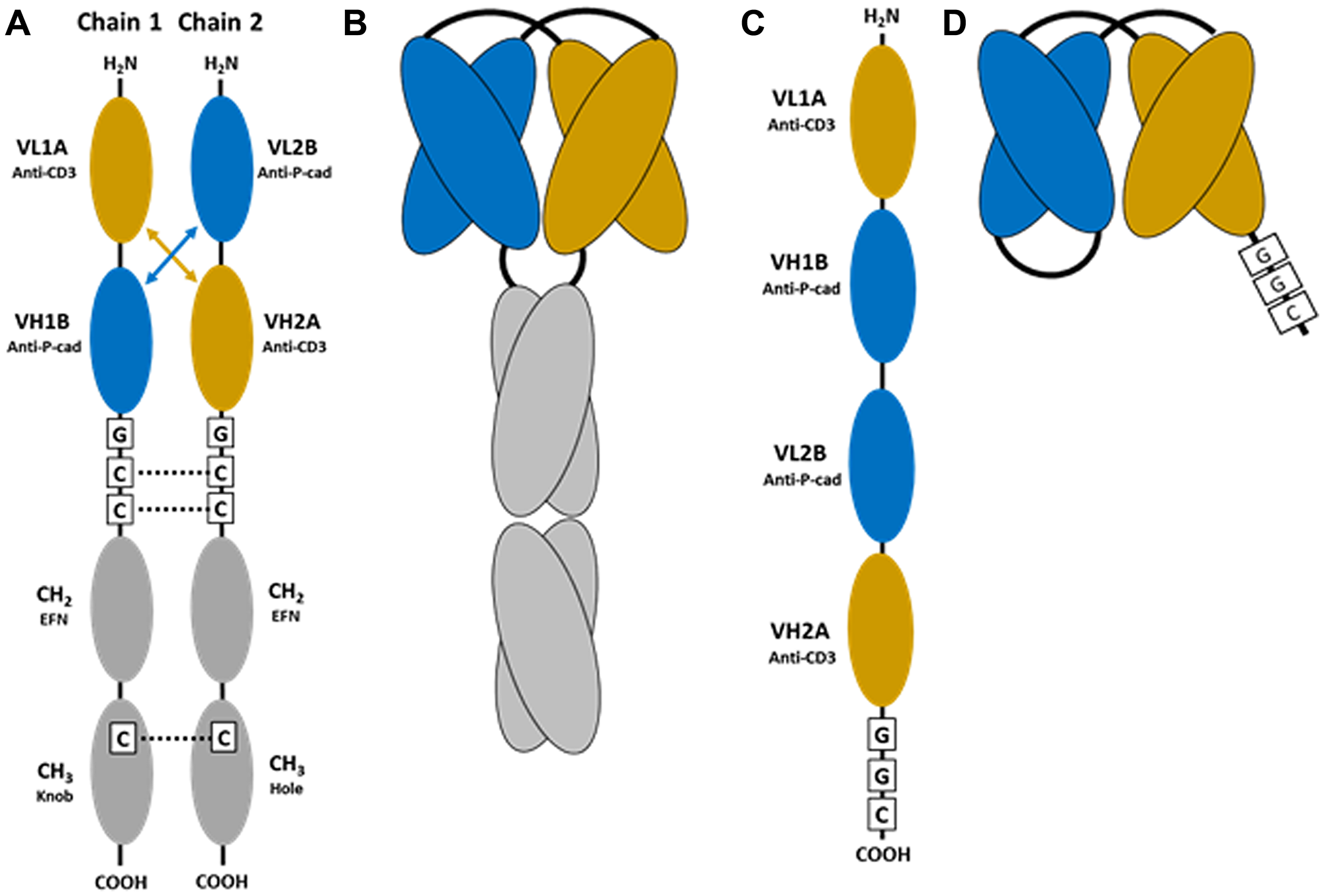 Schematic of the bispecific reagents used in this study