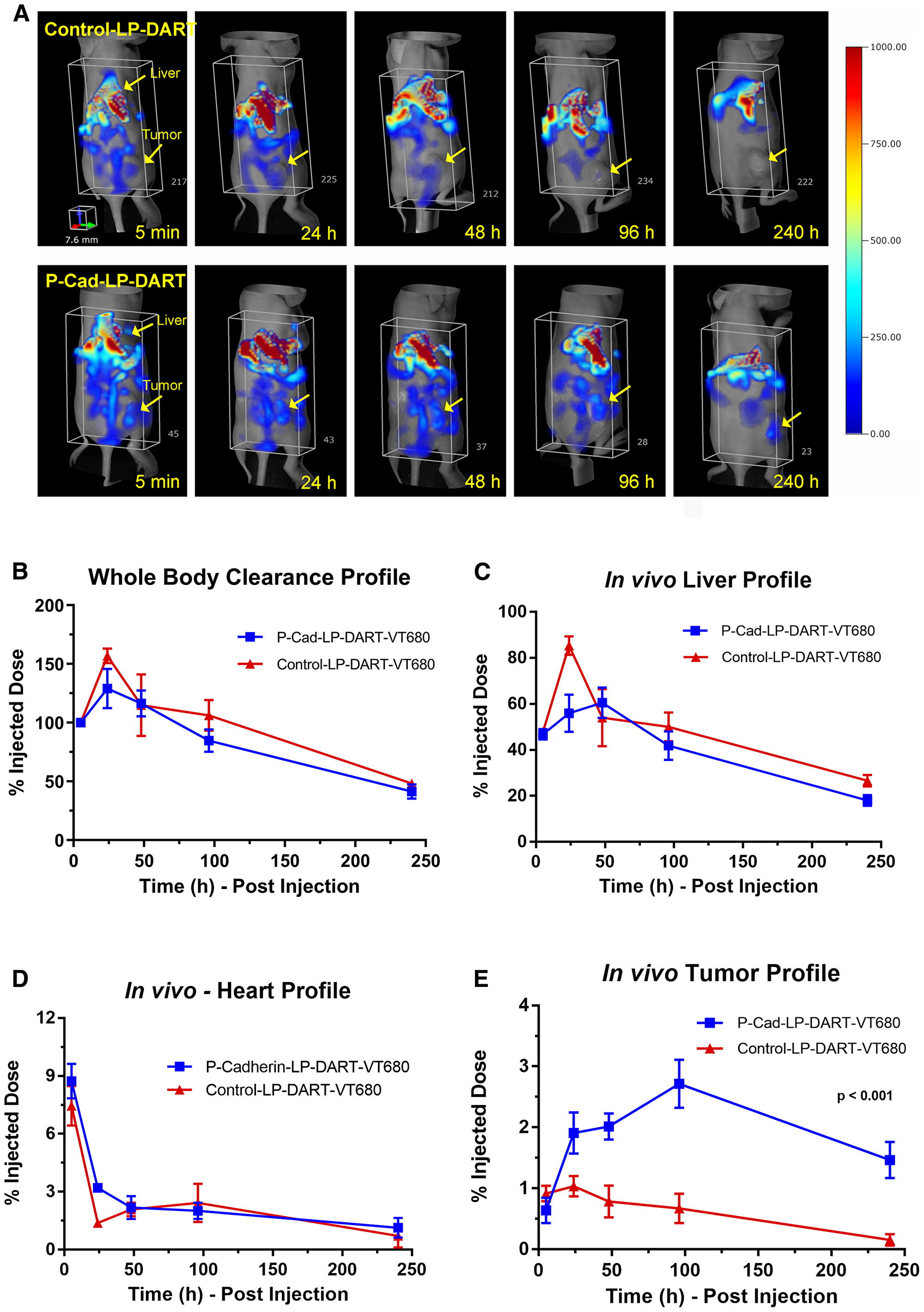 In vivo biodistribution and tumor targeting profile of P-cadherin LP-DART-VT680 and Control LP-DART-VT680