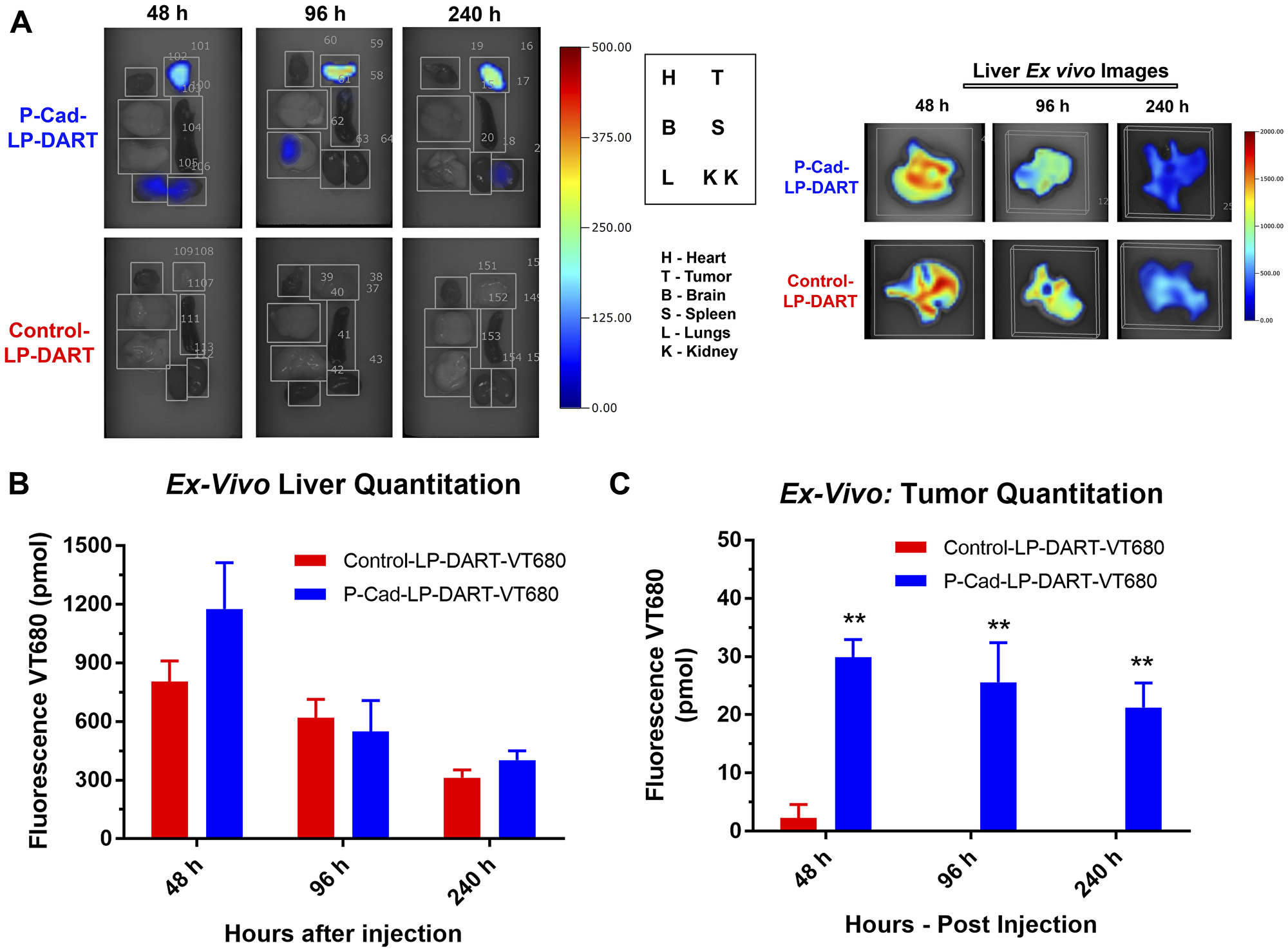 Ex vivo imaging and quantitation of accumulation in tumor and other organs