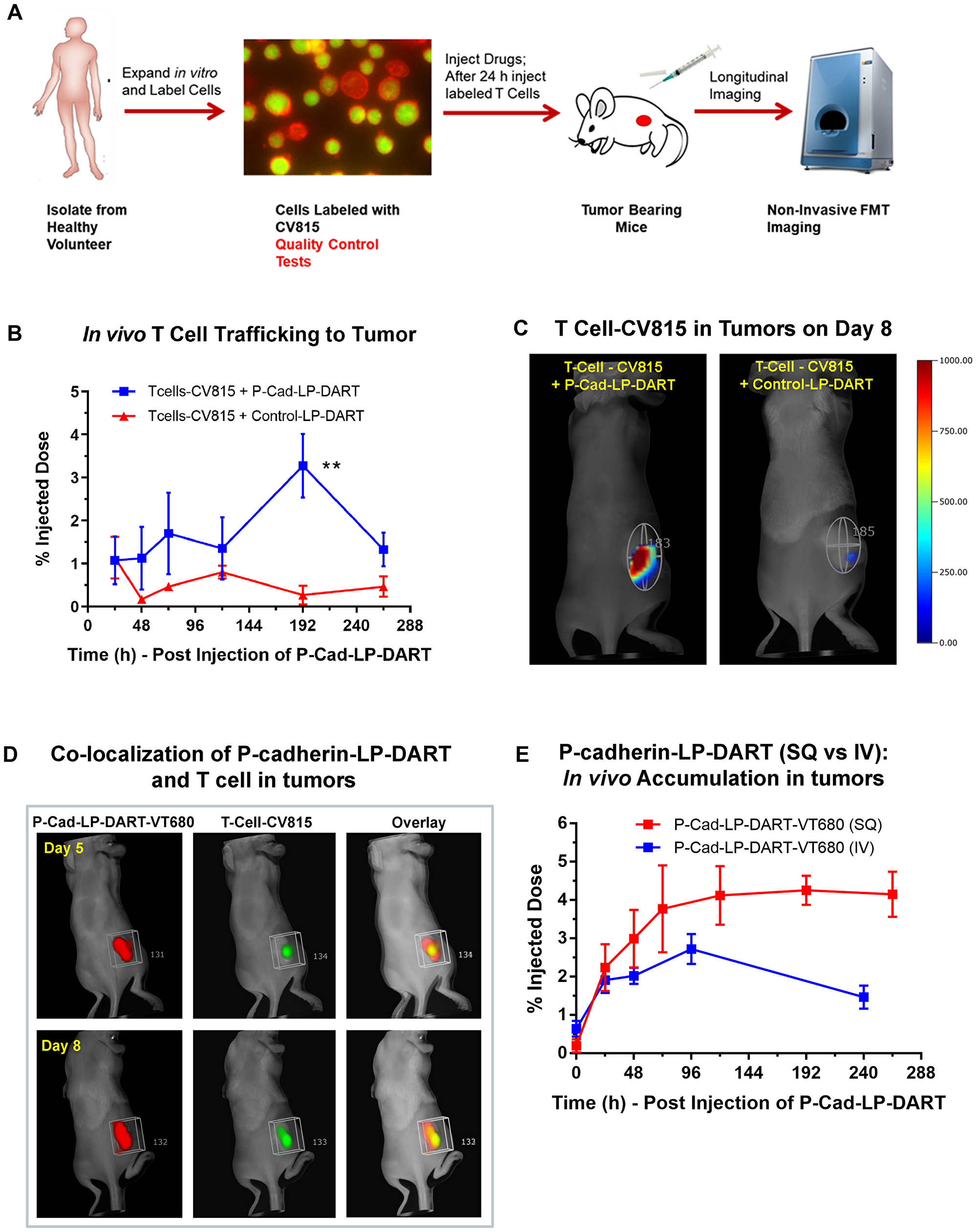 In vivo T cell trafficking in HCT-116 xenograft model by FMT imaging