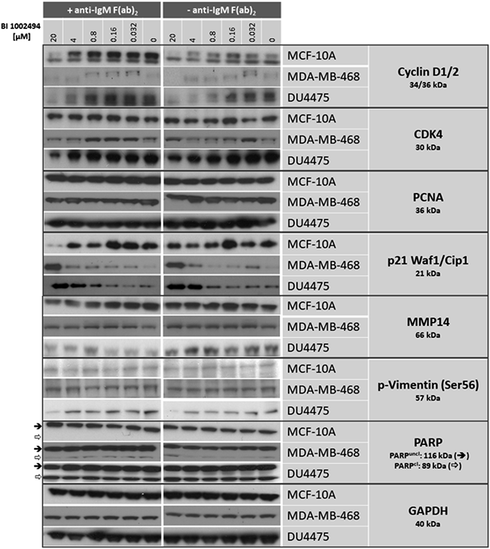 Western blot: effect of 16-hour incubation of BI 1002494 (0, 0.032, 0.16, 0.8, 4 and 20 μM) on selected proliferative (cyclin D1/2, CDK4, PCNA, p21 Waf1/Cip1) and EMT/invadopodia (MMP14, PARP, phospho-vimentin Ser56) marker proteins in a non-tumorigenic, spontaneously immortalized human breast epithelial cell line MCF-10A and in two breast cancer cell lines MDA-MB-468 and DU4475