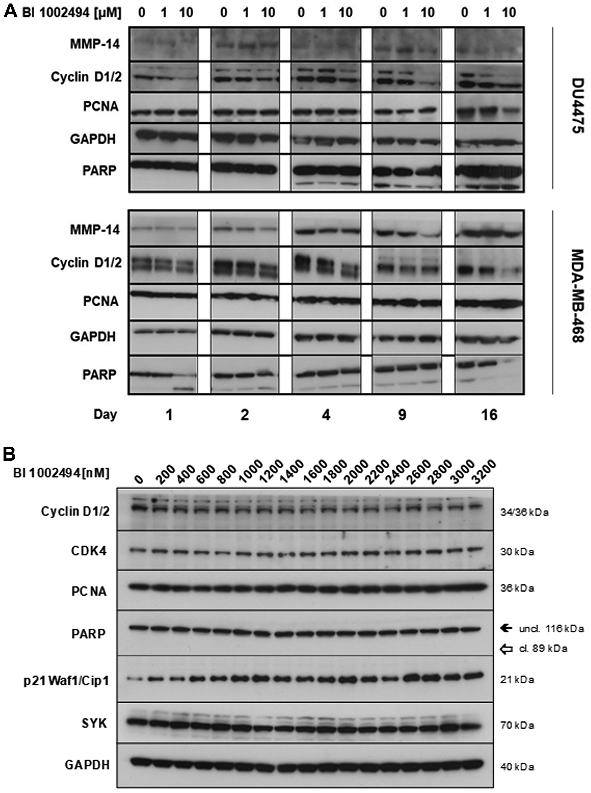 Effect of 16-day incubation of BI 1002494 (0, 1 or 10 μM) on selected proliferative (cyclin D1/2, PCNA) and EMT/invadopodia (MMP14, PARP) markers in DU4475 and MDA-MB-468 breast cancer cell lines (A) and effect of 13-day incubation of BI 1002494 at the indicated concentrations (0 to 3200 nM) on Cyclin D1/2, CDK4, PCNA, PARP, p21 (Waf1/Cip1) and SYK protein expression in the MDA-MB-468 breast cancer cell line (B).