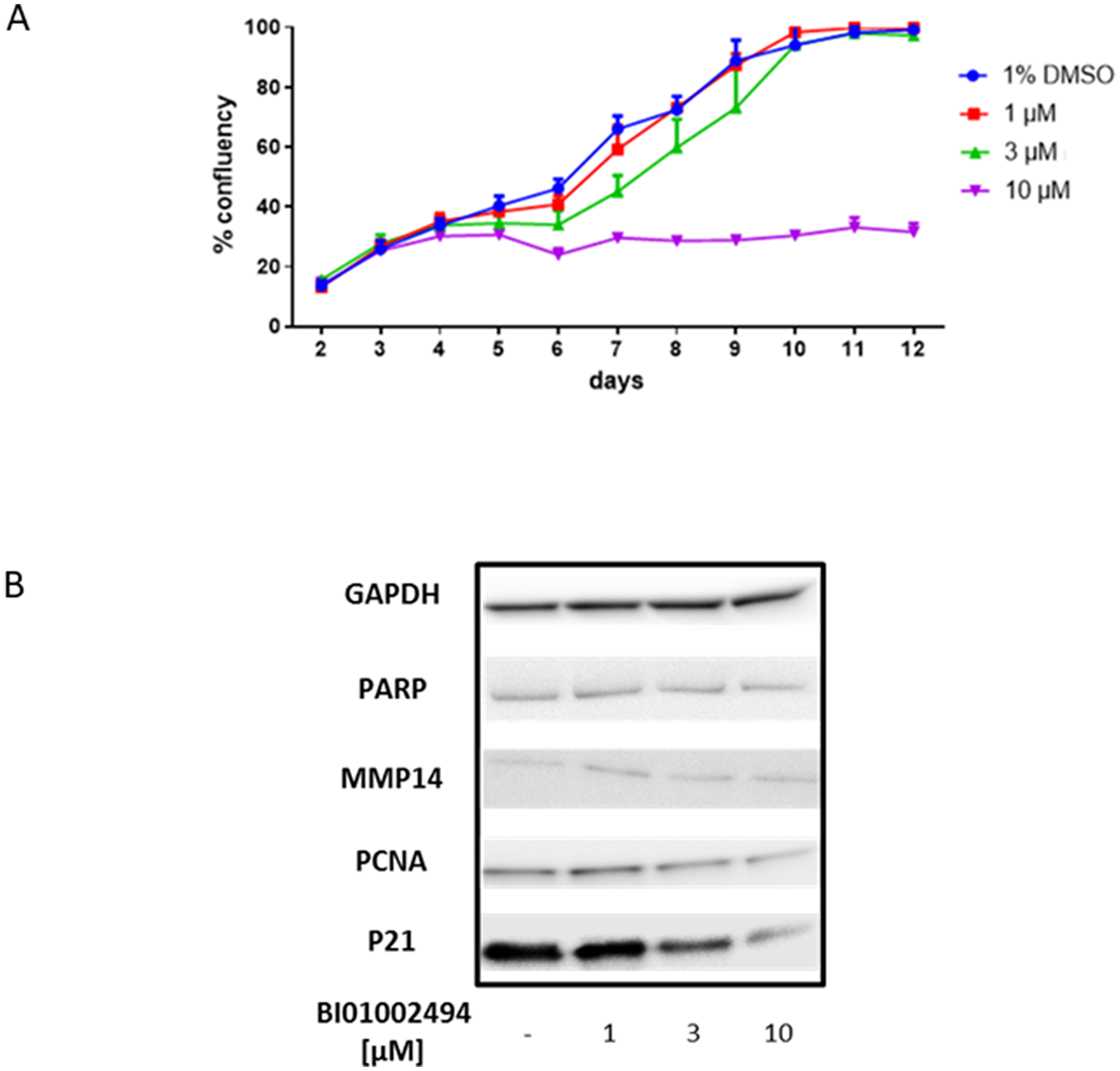 Effect of 12-day incubation of BI 1002494 (0, 1, 3, 10 μM) on primary human mammary epithelial cell proliferation (A) and 4-day incubation of BI 1002494 on PARP, MMP14, PCNA and p21 protein expression in primary human mammary epithelial cells (B).