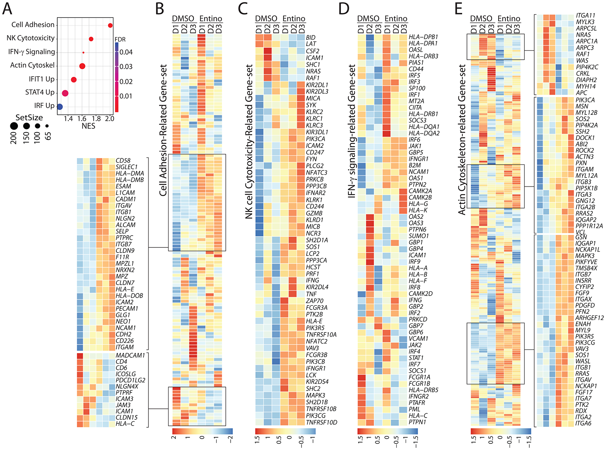 Exposure to entinostat increases the expression of gene-sets involved in the effector functions of NK cells