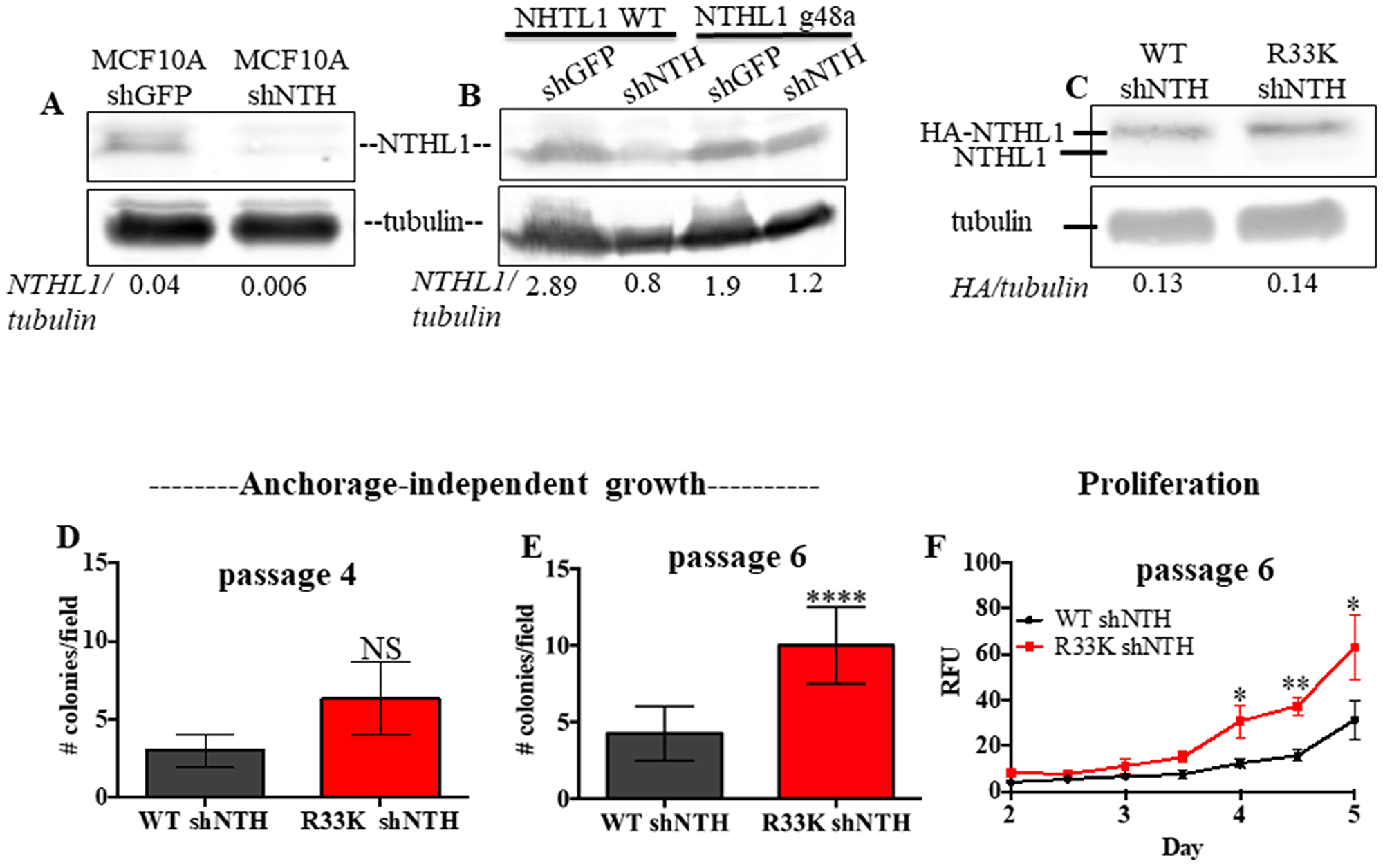 Expression of R33K-NTHL1 with knockdown of endogenous NTHL1 accelerates cellular transformation