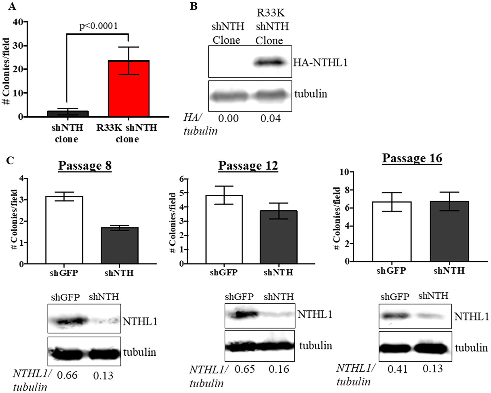 Expression of R33K-NTHL1 is required for cellular transformation