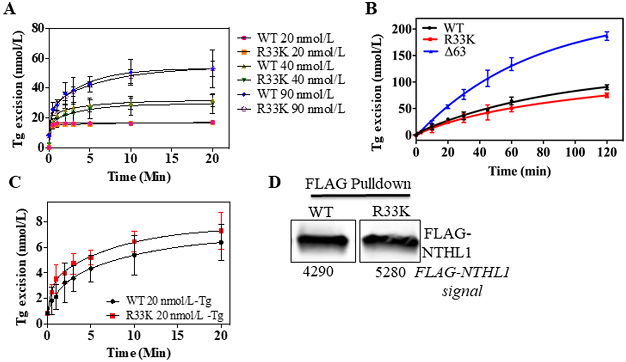 Wt- and R33K-NTHL1 proteins exhibit similar enzyme kinetics