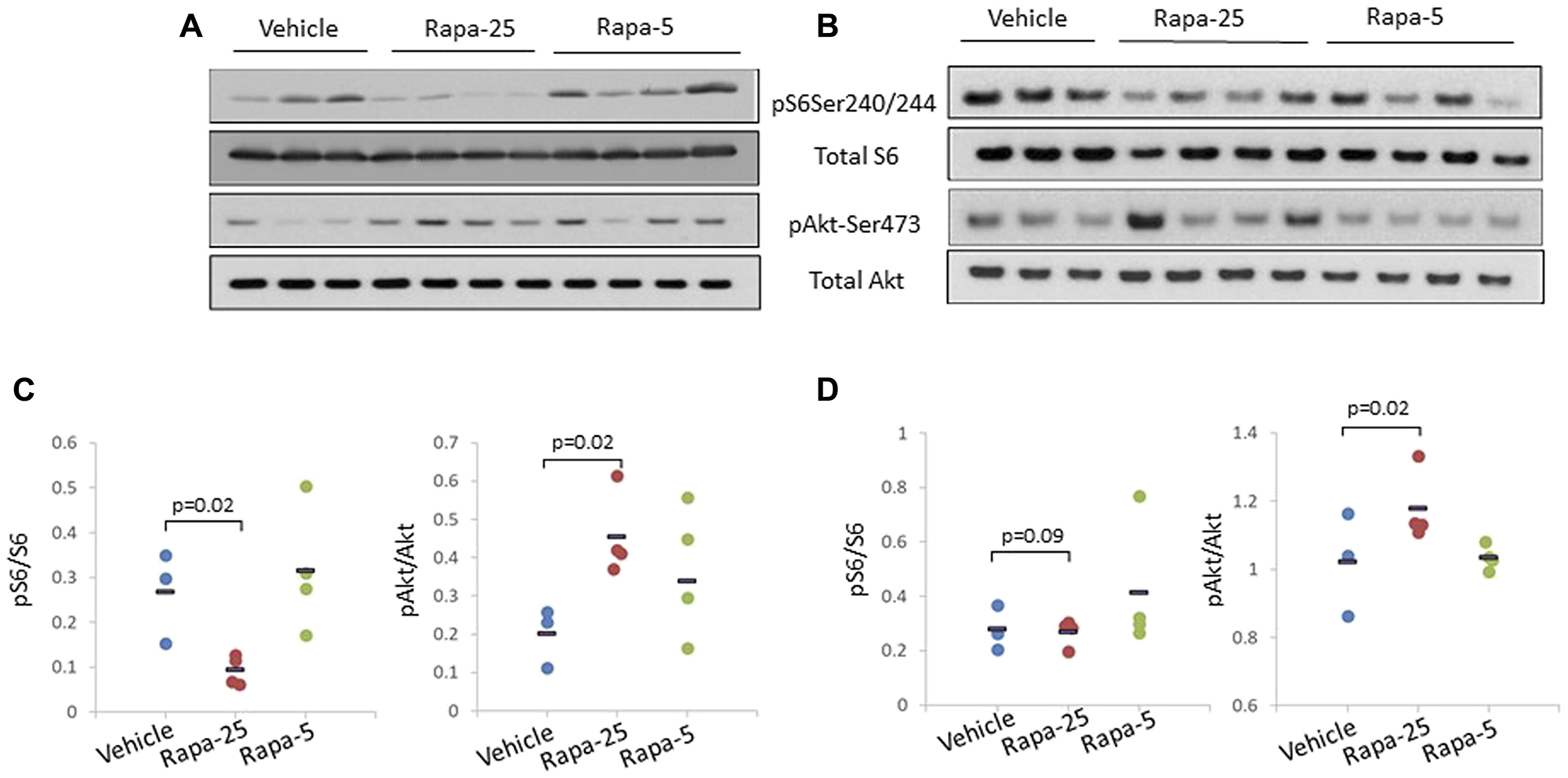 High dose (25 mg/kg) Rapatar treatment of psPten–/– mice leads to increased Akt activation in the liver and the prostate