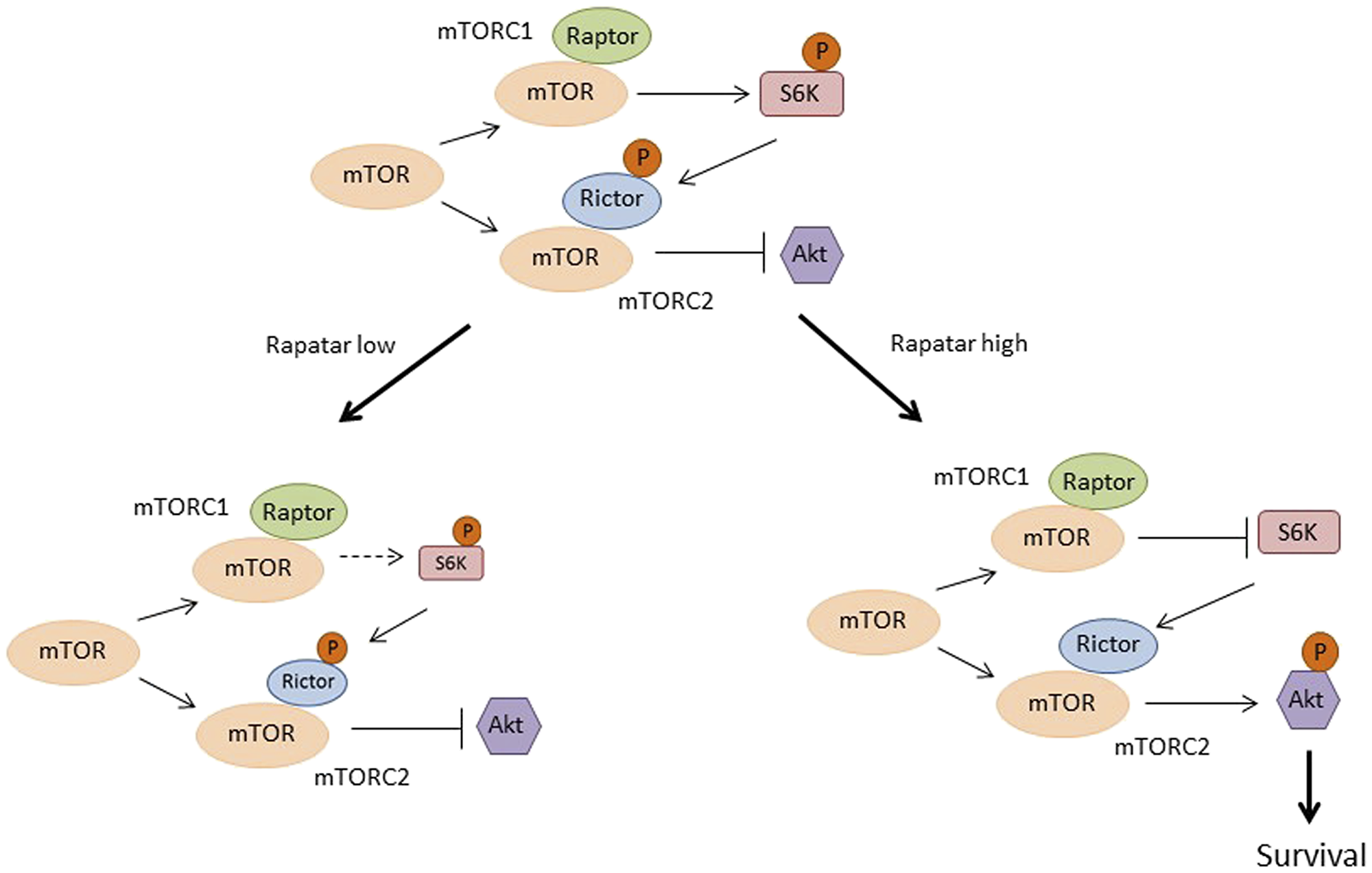 Proposed model explaining the differential tumor preventive effects of low and high doses of Rapatar on mTOR signaling in the psPten–/– mouse model