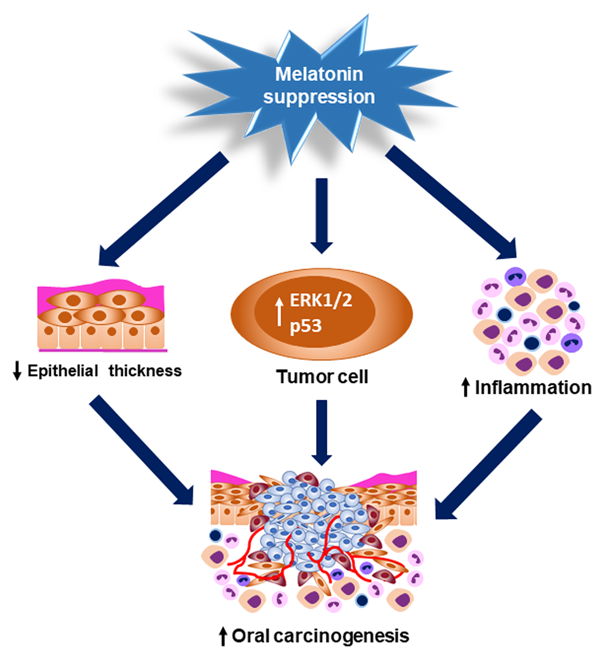 Graphical abstract showing the pinealectomy effects on OSCC occurrence and progression