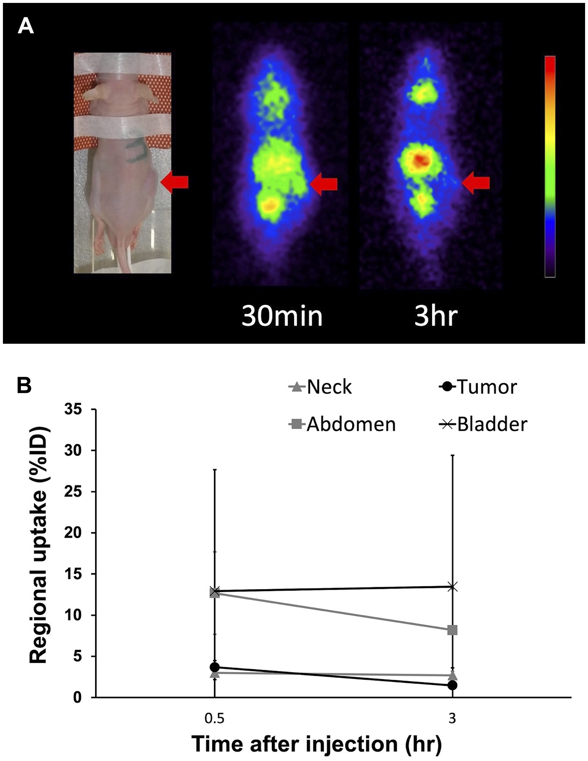 (A) Planar images of a C6 glioma xenograft model mouse at 30 min and 3 hr after the injection of para-211At-phenylalanine (PA). Arrows indicate the C6 glioma xenograft. (B) Uptake in the tumor and other regions as determined from an analysis of regions of interest on planar images.