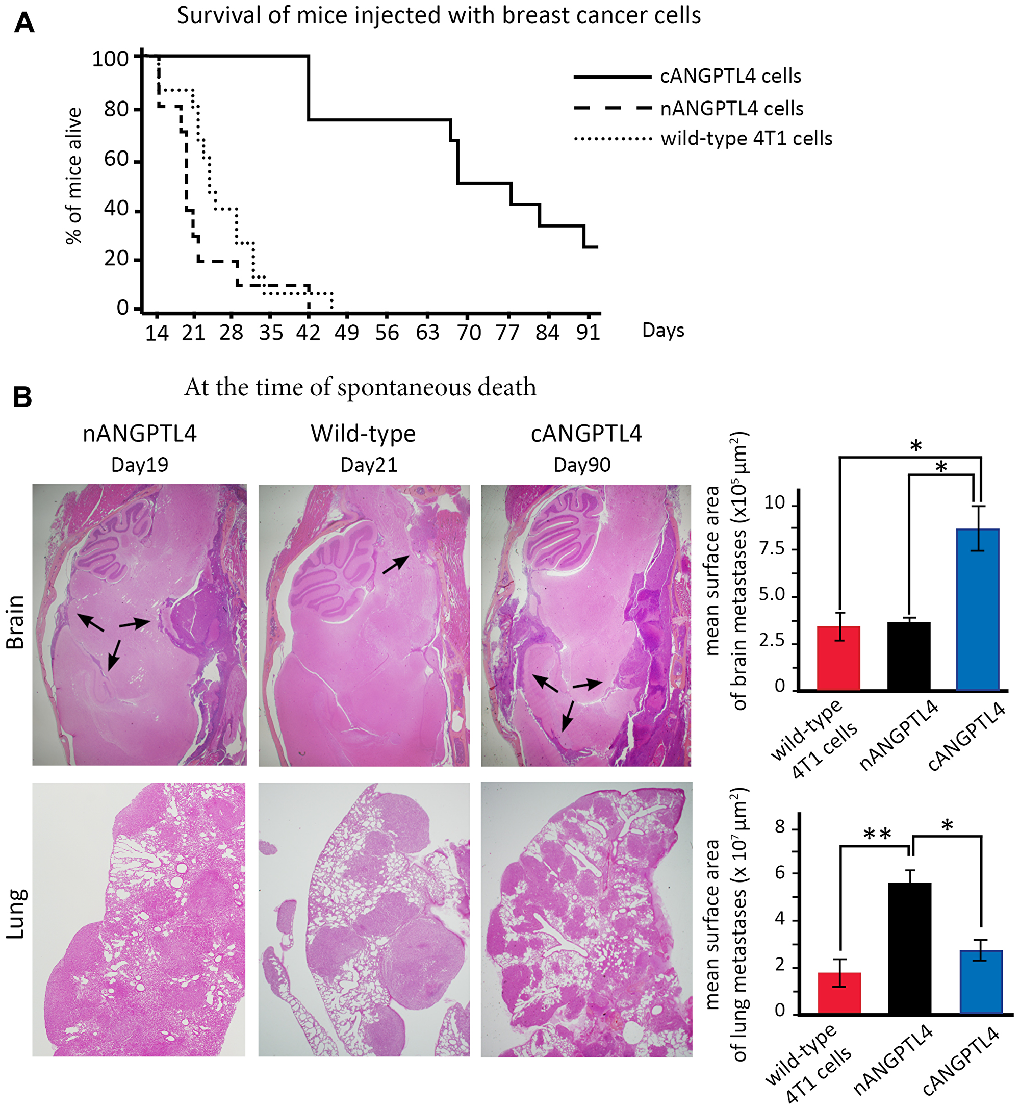 Phenotype of mice injected with 4T1 cells expressing either nANGPTL4 or cANGPTL4 fragment