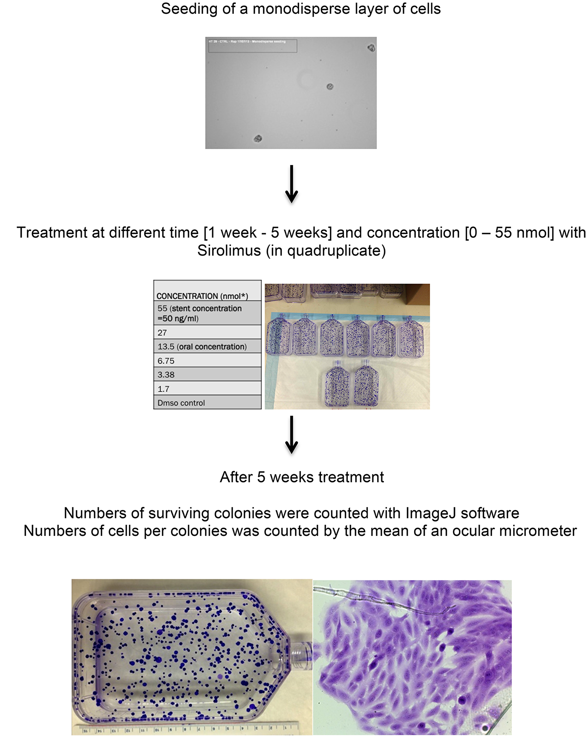 Experiment design for clonal assay in T75 flasks in cell lines treated with sirolimus at different time and concentration