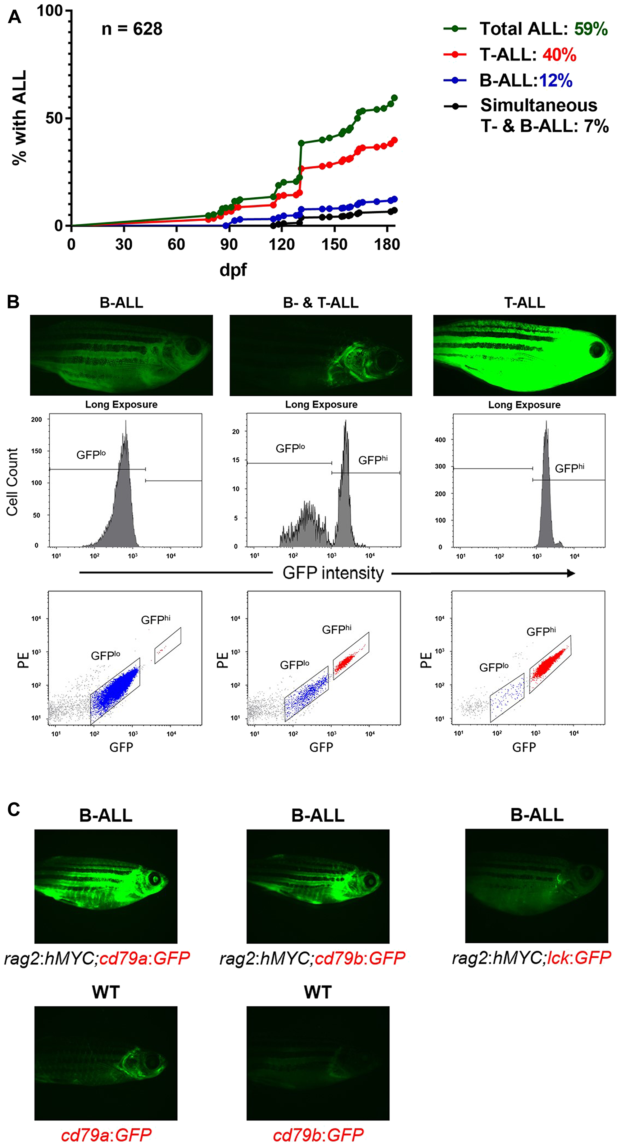 Figure 1: Pirfenidone (PFD) inhibits the TGF-&beta;1-induced &beta;-catenin activation but not the SMAD3 and ERK1/2 phosphorylation.