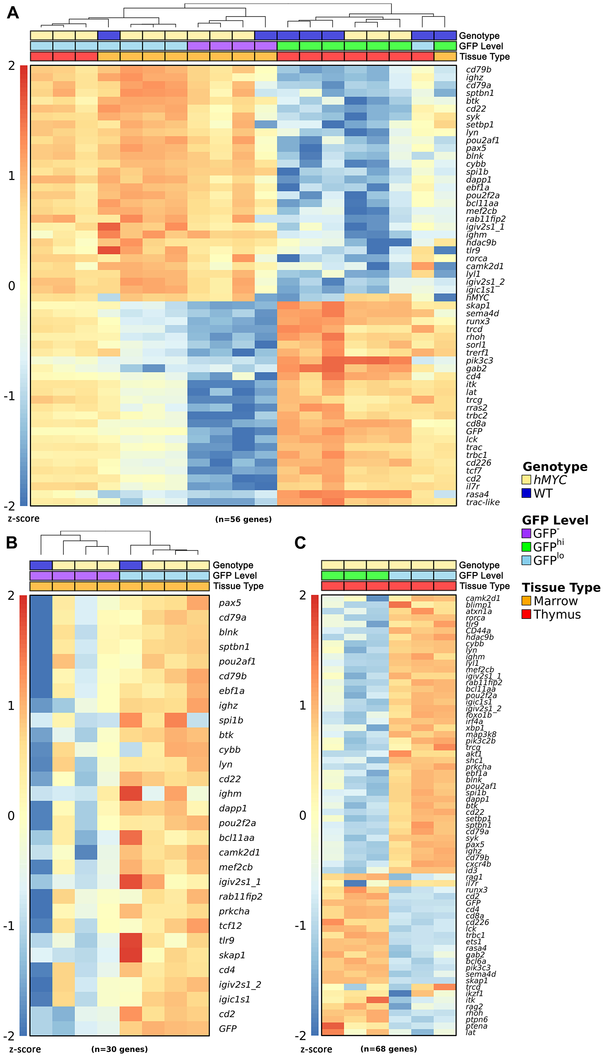 Gene expression in zebrafish lymphocytes