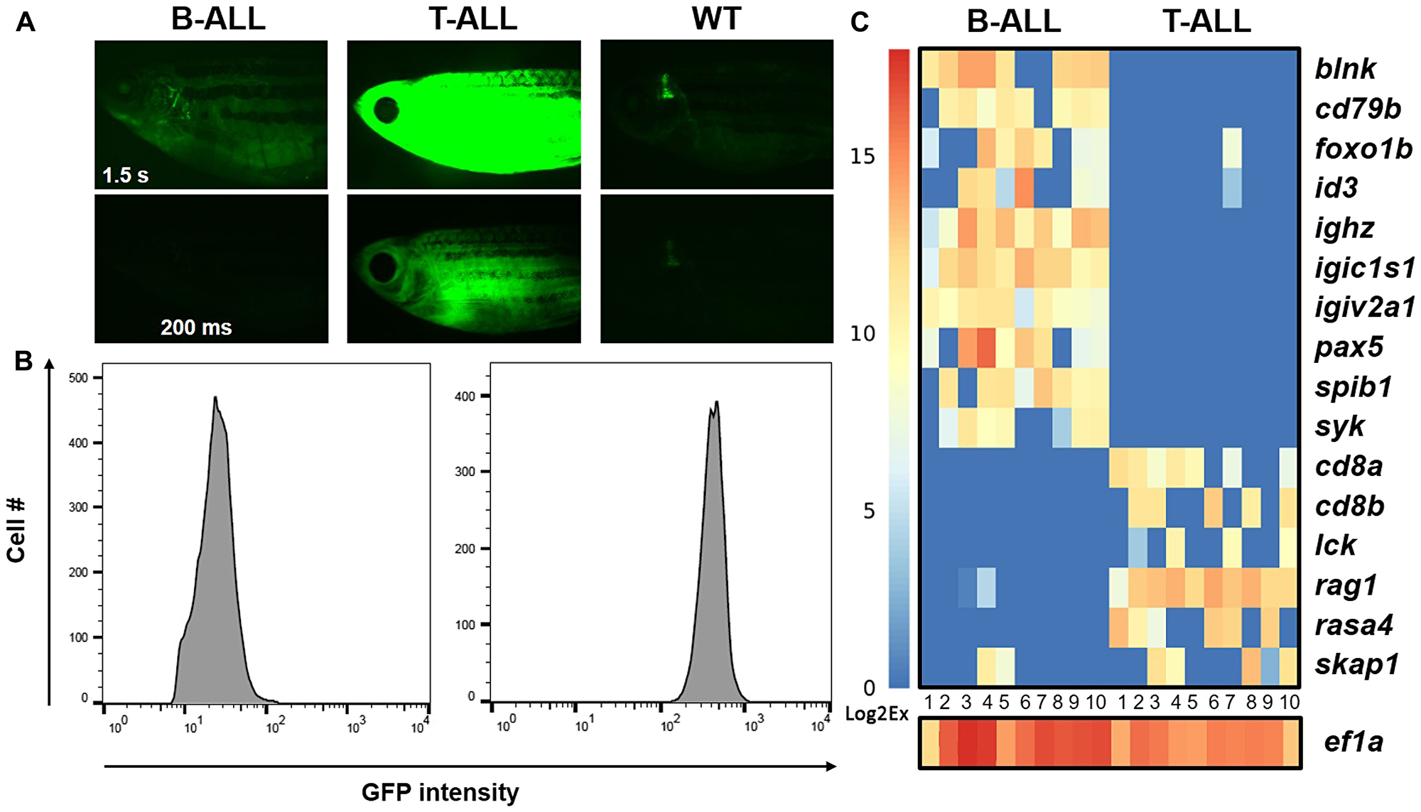 Gene expression in individual hMYC B- and T-ALL cells