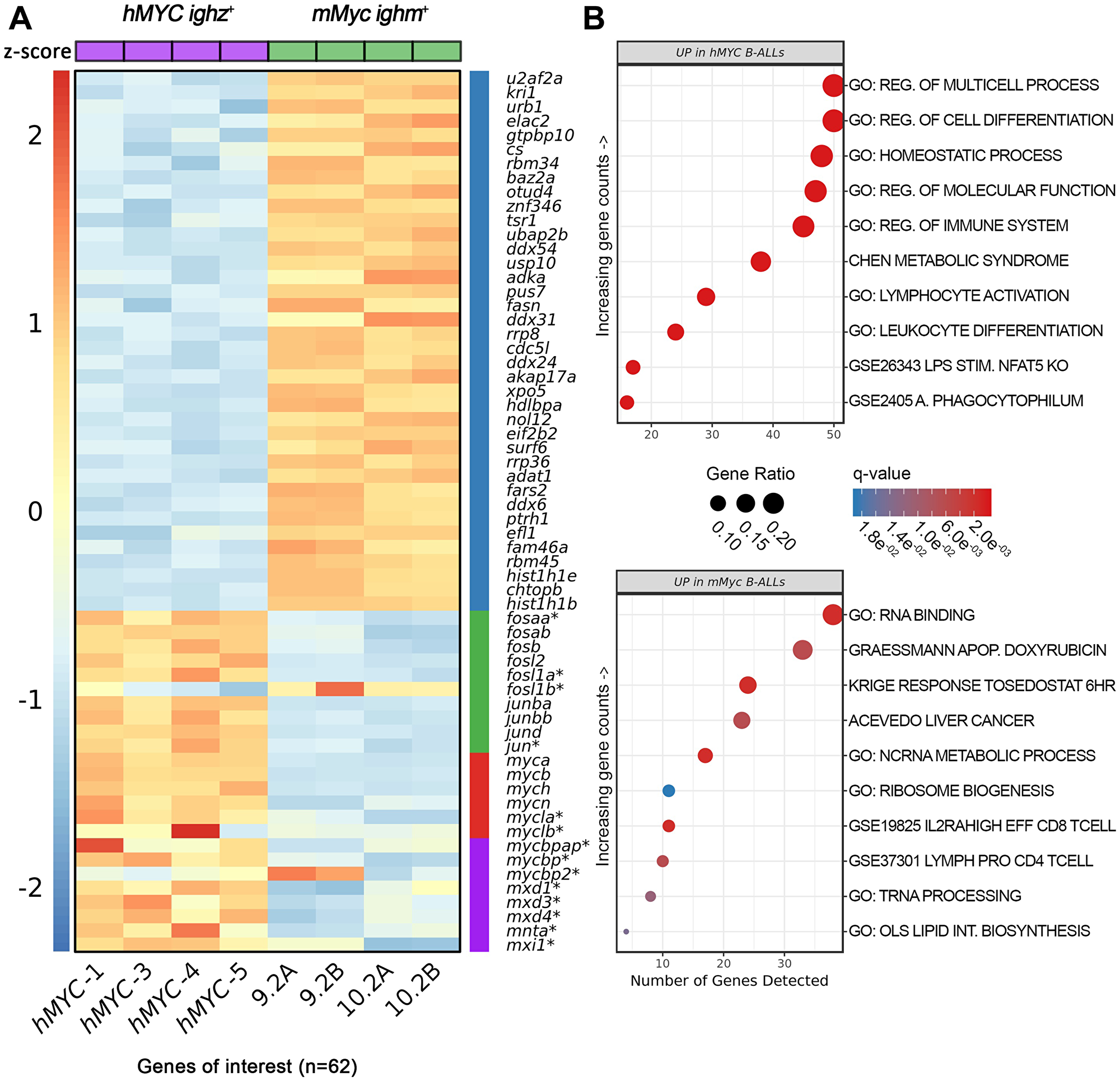 Differentially-expressed genes in hMYC versus mMyc B-ALL