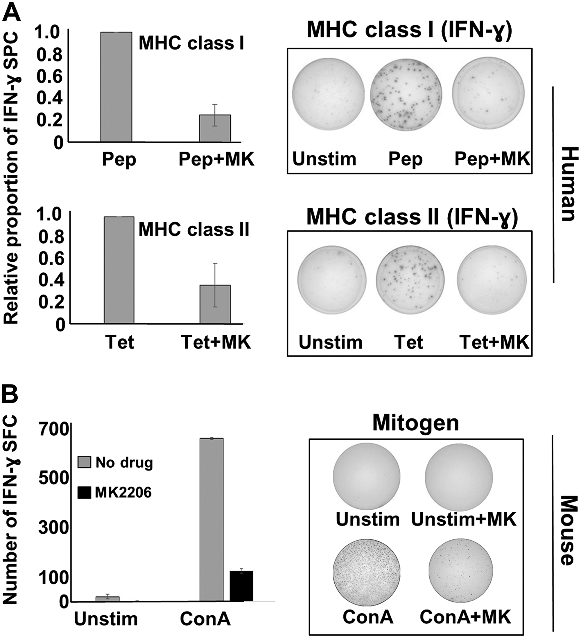 MK-2206 suppresses IFN-γ responses in human PBMCs and murine splenocytes