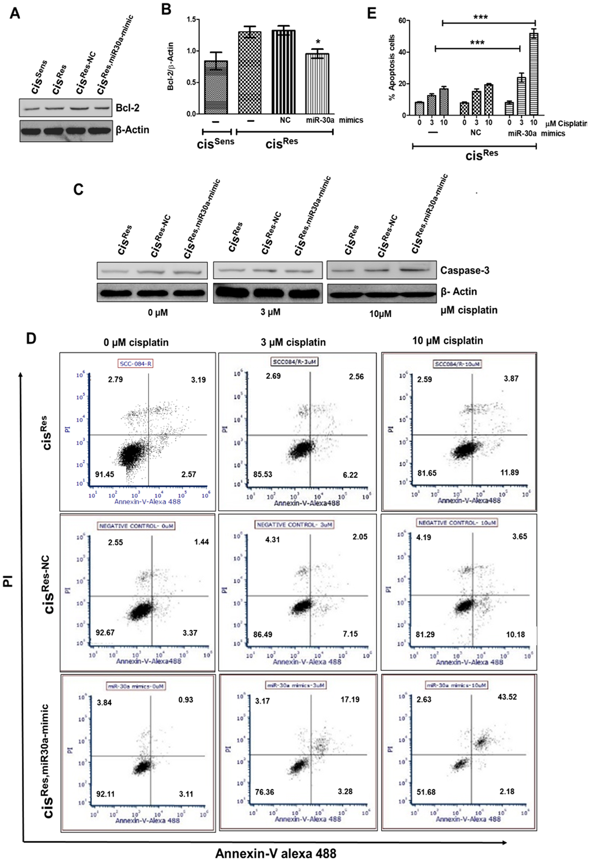 cisRes oral cancer cells were transfected with either miR-30a mimics or NC (negative control) and after 24 h, the following effects were analyzed