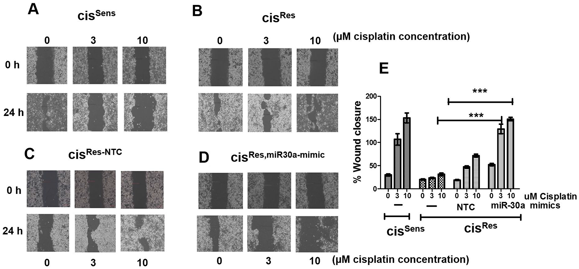 The effects of cisplatin treatment were analyzed on the migration of cisRes oral cancer cells transfected with either miR-30a mimics or NC (non-target control) by wound assay