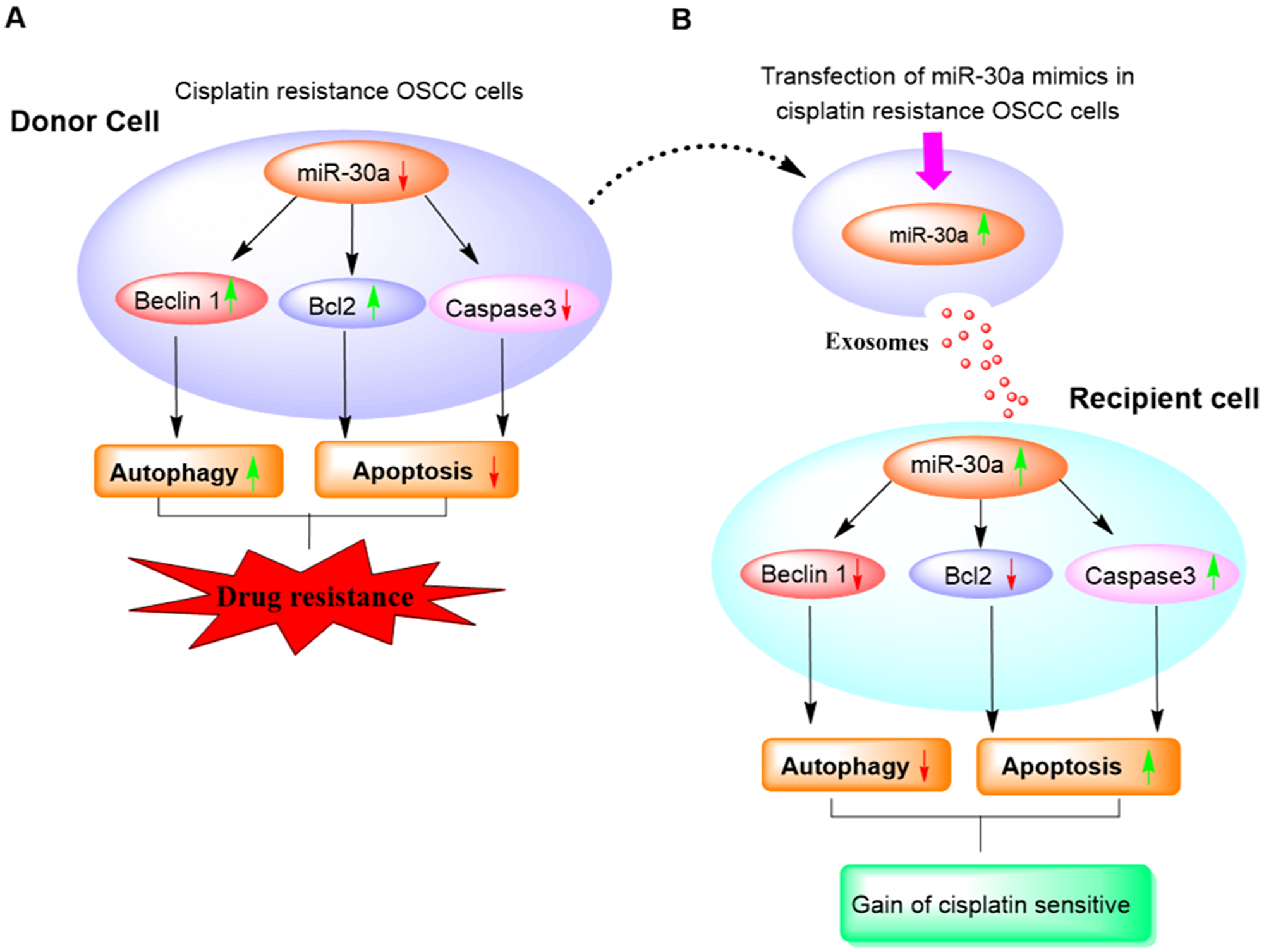 Diagram illustrating the role of exosome-mediated miR30a delivery in a reversal of cisplatin resistance in OSCC cells