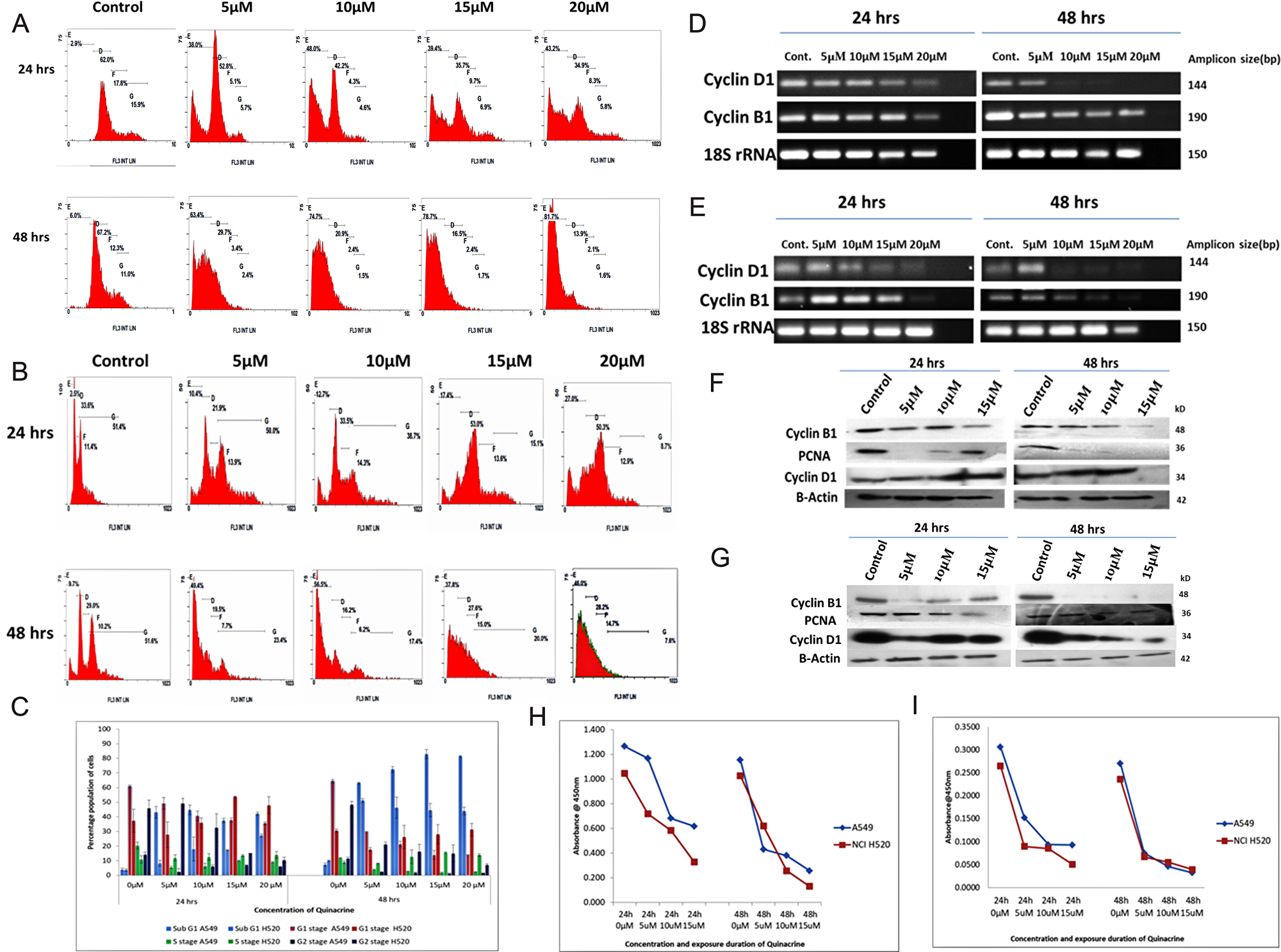 (A and B) Panel showing Cell cycle profiles of QC exposed A549 and NCI H520 cells respectively analyzed by flow cytometry after staining with Propidium iodide (C) Graphical representation of the percentage population of cell cycle stages of QC exposed A549 and NCI H520 cells (light blue represents sub G1 stage populations, red, green and navy blue colour representing G0/G1 stage, S-phase and G2/M phase populations respectively). The data shown are the mean (&pm; SD) of triplicate determinations. (D) Analysis of QC’s effect on mRNA level expression of Cyclin genes for 24 and 48 hrs time points by RT-PCR in A549 cells. (E) Analysis of QC’s effect on mRNA level expression of Cyclin genes for 24 and 48 hrs time points by RT-PCR in NCI H520 cells. (F) Protein level expression analysis of Cyclins D1 and B1 after QC exposure for 24 and 48 hrs by western blot in A549 cells. (G) Protein level expression analysis of Cyclins D1 and B1 after QC exposure for 24 and 48 hrs by western blot in NCI H520 cells. (H) Graph representing ELSIA assay of Cyclin B1 protein. (I) Graph representing ELSIA assay of PCNA protein.