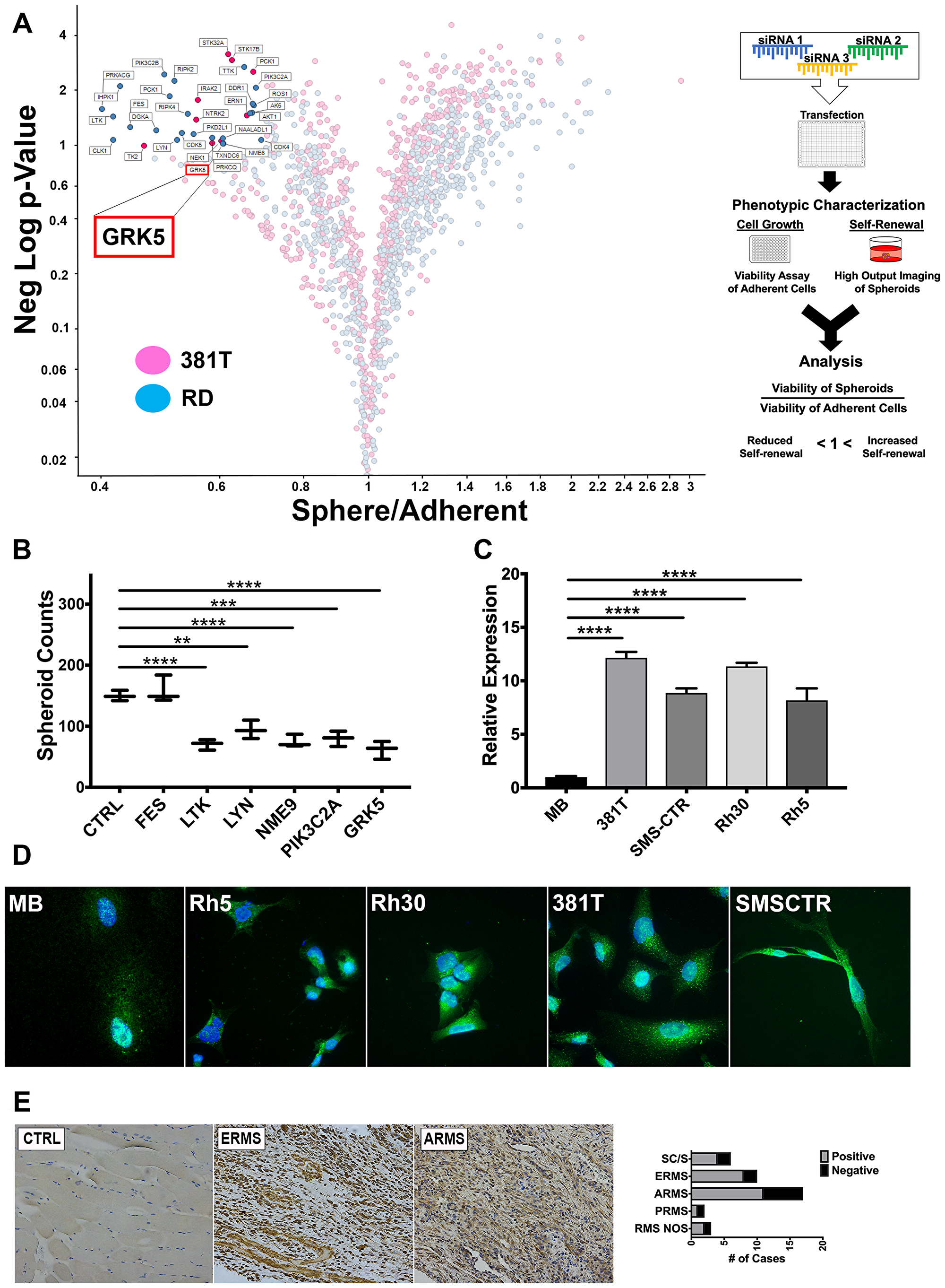 Figure 1: Knockdown of  BCAT1 significantly reduces proliferation, migration and invasion of MDA-MB-231 cells.