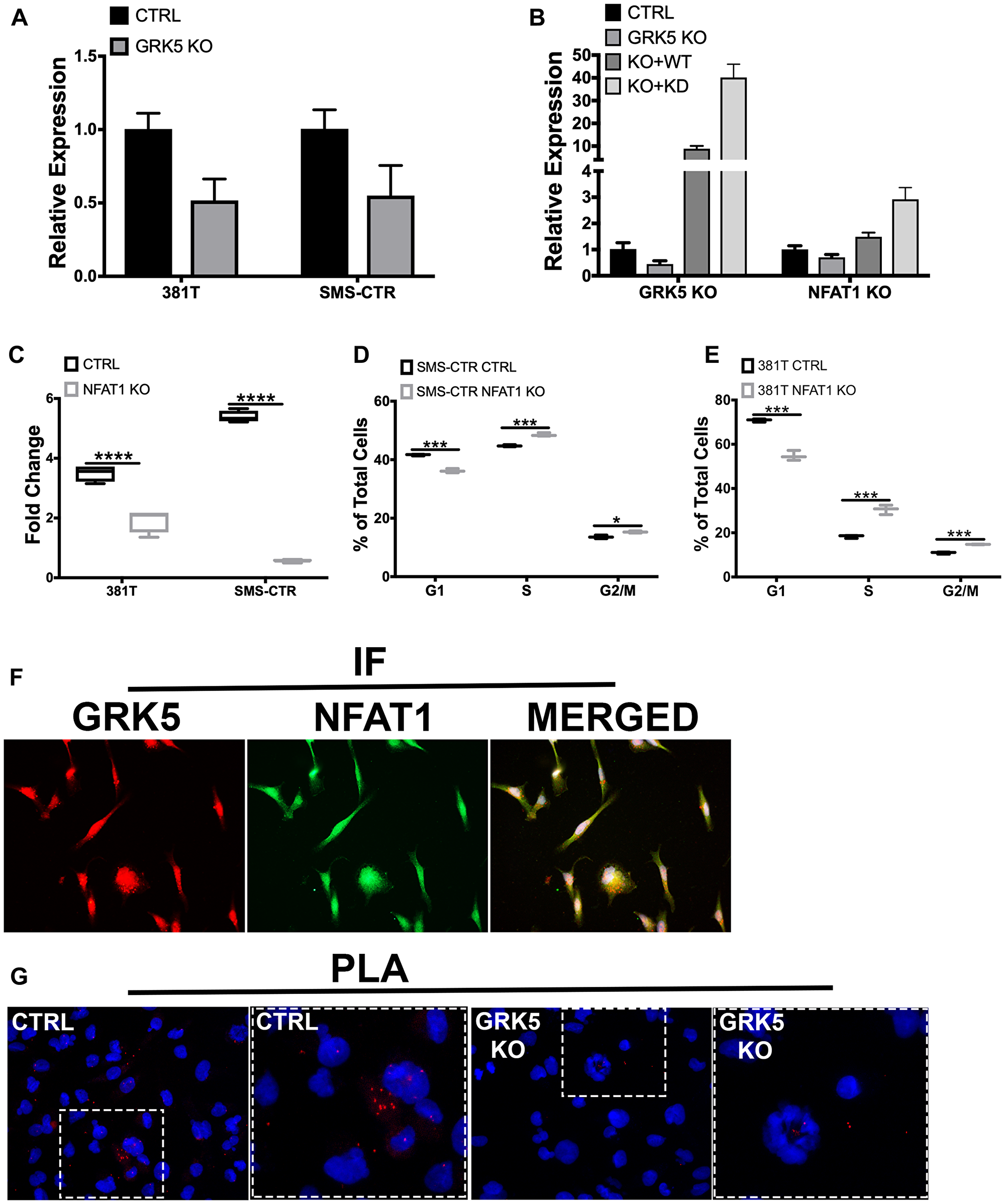 NFAT1 expression is regulated by GRK5 in a kinase-independent manner