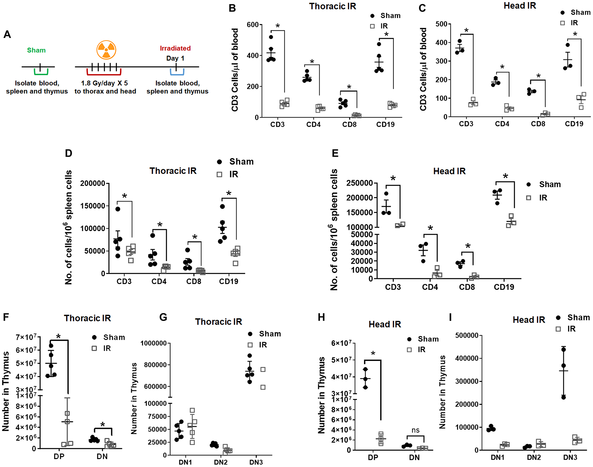 Radiation depletes cells in blood, spleen, and thymus
