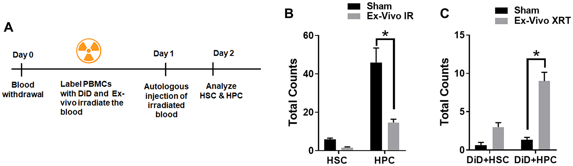 Ex-vivo irradiated PBCs traffic to the bone marrow