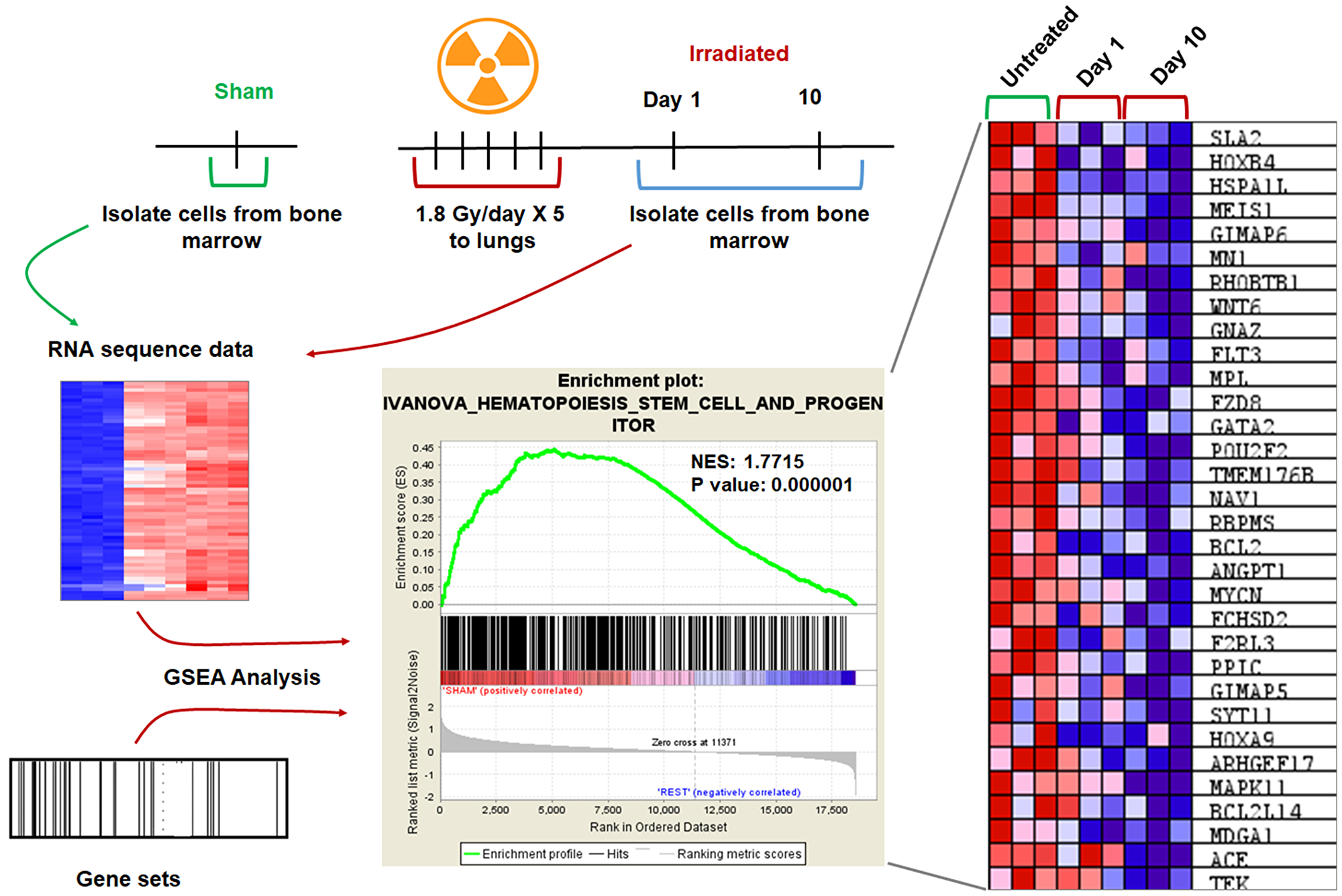 GSEA analysis revealed downregulation of genes involved in hematopoiesis
