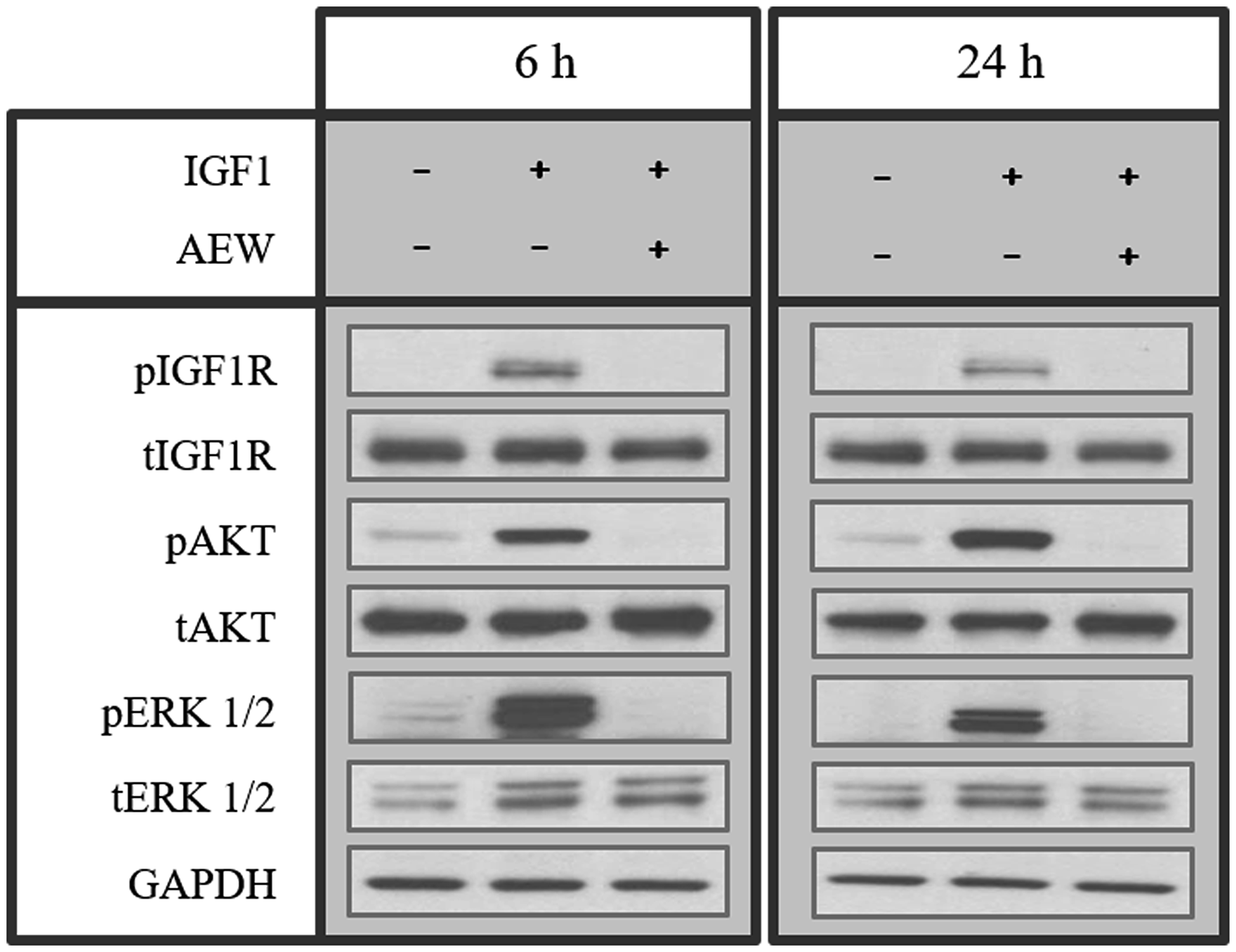 Effect of AEW541 on IGF1-mediated signaling