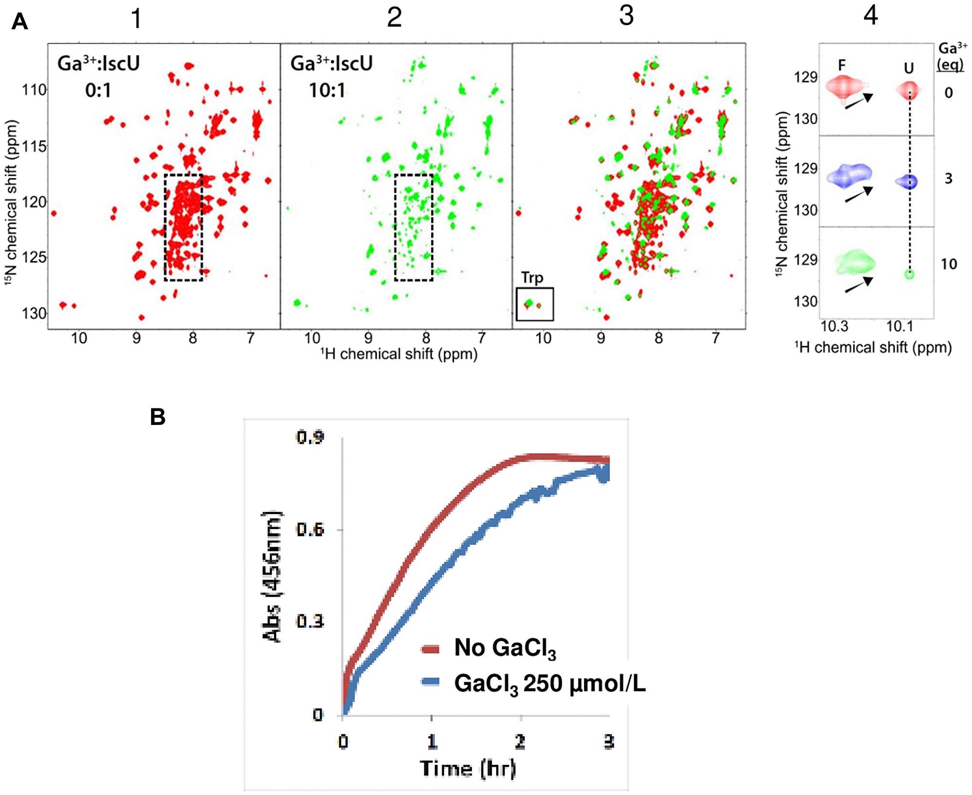 GaM interferes with the Fe-S cluster assembly machinery (A). Gallium binds the Fe-S cluster scaffold protein IscU. Panel 1. The 1H-15N HSQC spectrum of [U-15N]-IscU in 50 mM Tris buffer at pH 7.5 containing 5 mM DTT. The spectrum indicates that the protein exists as a mixture of folded and unfolded states. The highly overlapped peaks within the dotted rectangle are mainly from the unfolded state. Panel 2. The 1H-15N HSQC spectrum of [U-15N]-IscU following the addition of a 10-fold excess of GaCl3 (green) indicates that binding of Ga (III) has shifted the equilibrium toward the folded state. Signals from the unfolded protein within the dotted rectangle are weaker. Panel 3. Overlay of the 1H-15N HSQC spectra of [U-15N]-IscU in the absence of Ga (III) (red) and in the presence of 10-fold excess GaCl3 (green). The box contains signals from the side chain NH of the single tryptophan residue which reports on the relative populations of the folded and unfolded states. Panel 4. Expanded view of the tryptophan signal of IscU as a function of added GaCl3. The signal labeled F corresponds to protein in the folded state, and the signal labeled U corresponds to protein in the unfolded state. The results show that the addition of GaCl3 leads to a shift in the equilibrium between the two states toward the folded state. NMR spectra were acquired with a Varian NMR spectrometer operating at 600 MHz (1H). (B) Gallium has an inhibitory effect on the in vitro Fe-S cluster assembly reaction. Figure shows the time-course of iron-sulfur cluster assembly as monitored by absorbance at 456 nm. The presence of 250 μM GaCl3 in the reaction mixture led to inhibition of the cluster assembly rate. The cluster assembly reaction was carried out in an anaerobic chamber (Coy Laboratory) filled with 90% N2 and 10% H2 at room temperature. The O2 level was maintained at less than 5 ppm. The reaction mixture consisted of 50 μM IscU, 250 μM ferrous ammonium sulfate, 5 mM DTT, and 1 μM E. coli cysteine desulfurase (IscS) in 0.1 M Tris∙HCl buffer at pH 7.5. The reaction was initiated by adding L-cysteine to achieve a concentration of 250 μM. The reaction was carried out in a 1-cm path-length cuvette sealed with a rubber septum. A UV-1700 UV-visible spectrophotometer (Shimadzu) equipped with a temperature-controlled cell positioner was used for the absorbance measurements, and the raw data were processed with UV Probe 2.21 software (Shimadzu).