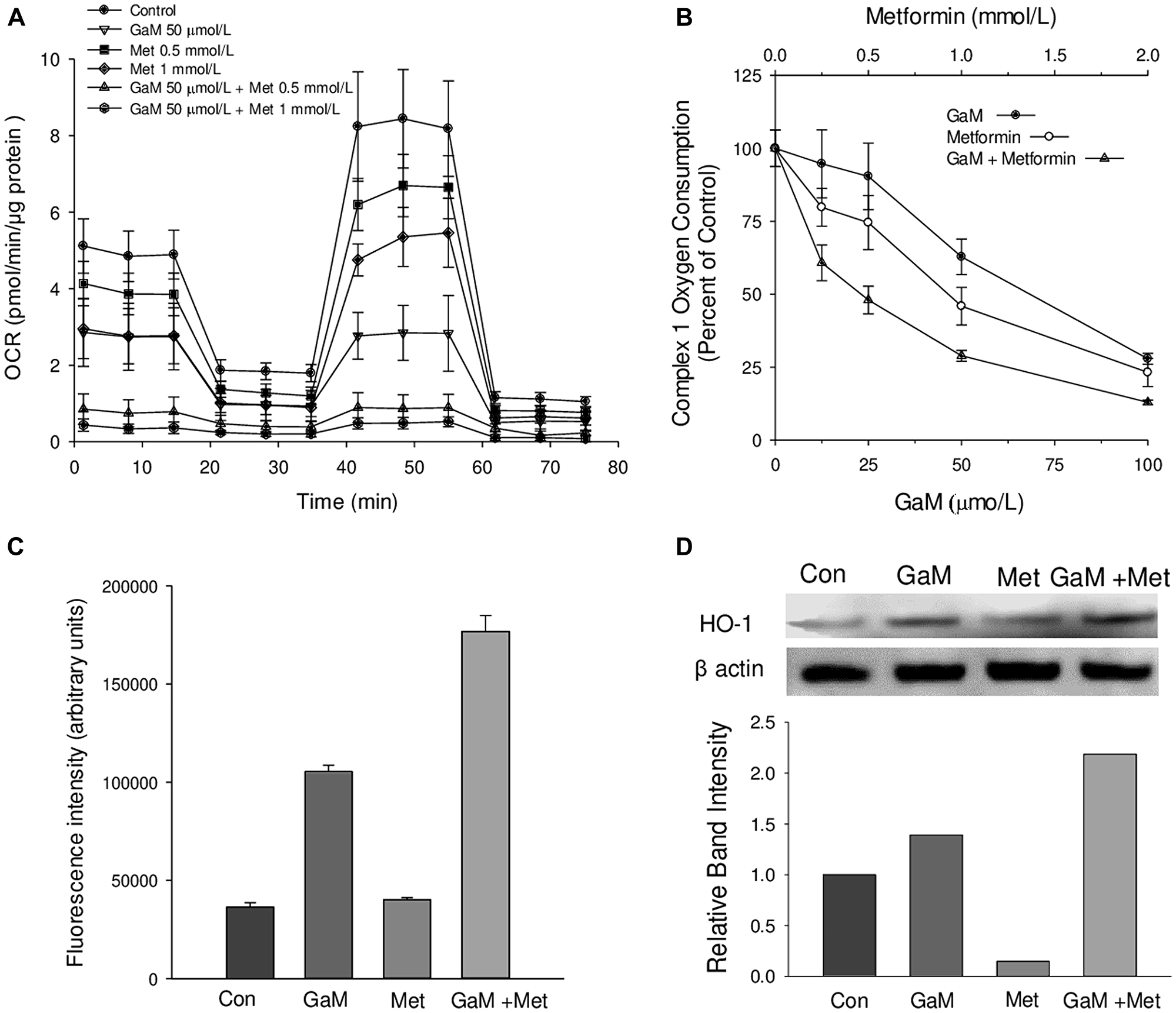 GaM inhibition of mitochondrial function is augmented by metformin (A). Cellular oxygen consumption rates (OCR) were measured by the Seahorse XF Analyzer, as shown in Figure 1. OCR in D54 cells was measured after a 24 h incubation with GaM 50 μmol/L, metformin 0.5 or 1.0 mmol/L, or the combination of both agents as shown in the Figure. (B) Inhibition of complex 1 activity by GaM and metformin alone and in combination. Cells were analyzed after a 24 h incubation with GaM and metformin. (C) Metformin increases GaM-induced ROS production in D54 cells. Cells were assayed for DCF fluorescence as described under Methods. Cells were analyzed for DCF-AM fluorescence as described in Figure 1. (D) GaM induction of heme oxygenase-1 (HO-1) expression is enhanced by metformin. HO-1 expression in cells was measured by Western Blotting after 24 h incubation of D54 cells with GaM and metformin.