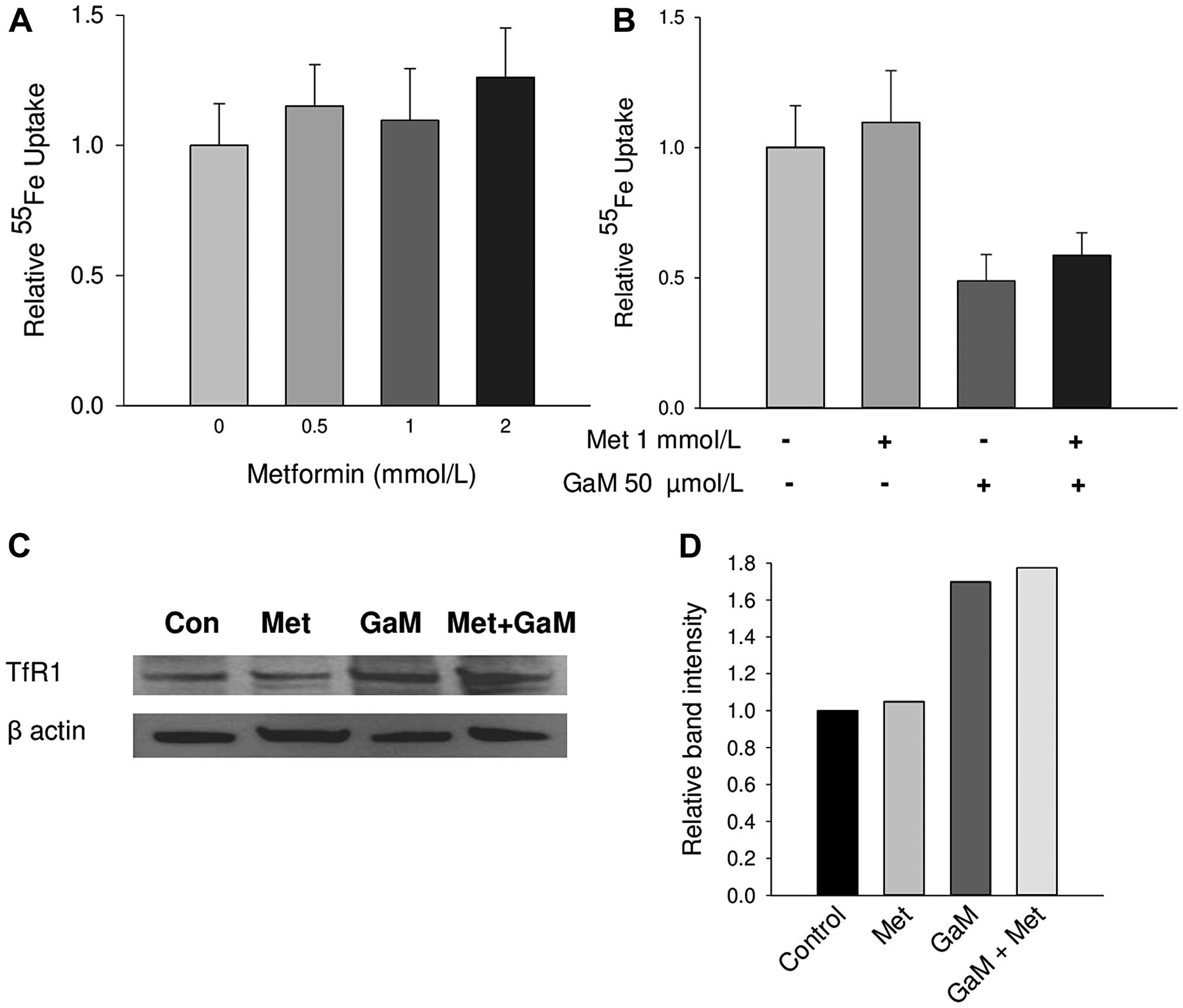 Cellular iron uptake and transferrin receptor1 (TfR1) expression (A). Metformin does not affect cellular iron uptake. D54 cells were incubated with increasing concentrations of metformin and 55Fe-Tf uptake by cells was measured over a 24 h incubation. (B) GaM-inhibition of cellular iron uptake is not affected by metformin. Iron uptake by cells was measured over a 24-h incubation. (C) GaM upregulation of TfR1 is not affected by metformin. TfR1 expression was measured by Western blotting. (D) Band intensities of TfR1 expression on the Western blot in shown in C.