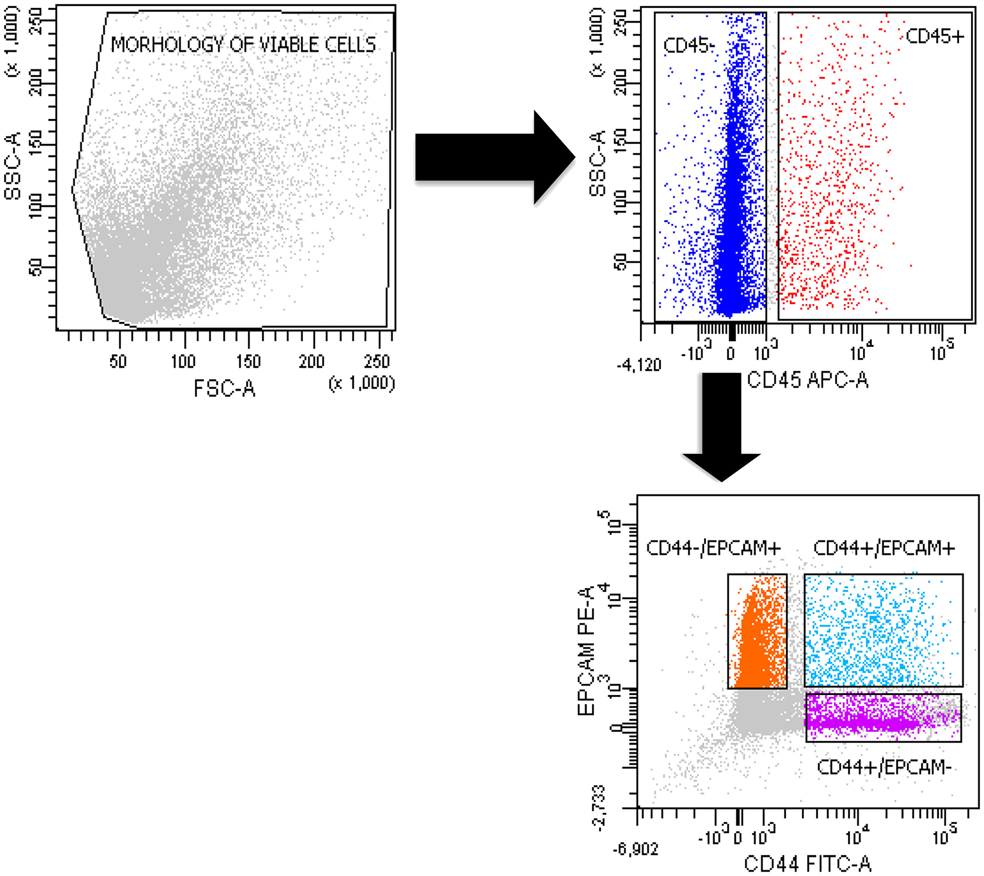 Sorting of double-positive CD44+/EPCAM+ and negative CD44+/EPCAM– and CD44–/EPCAM+ cells