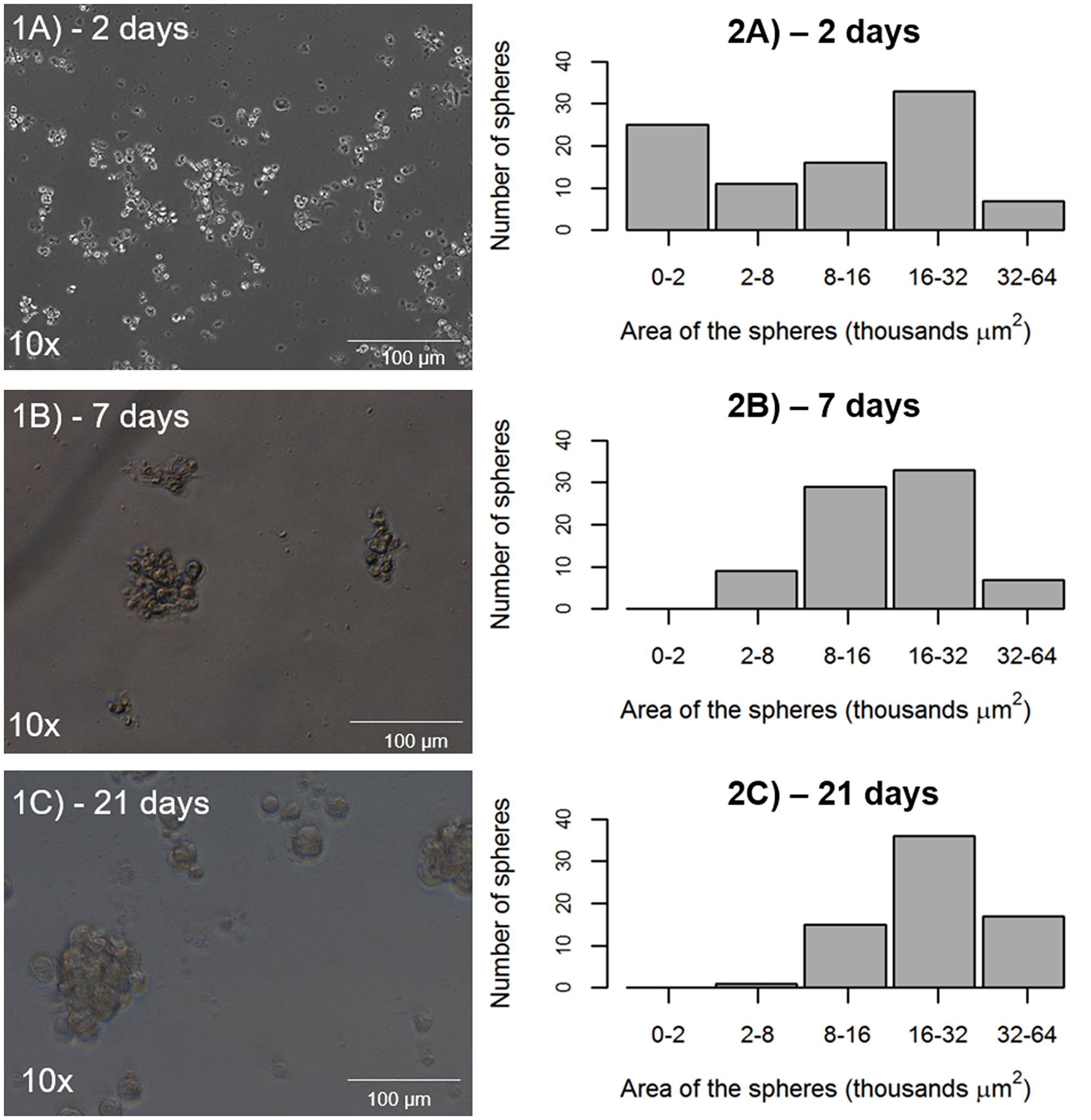 Potential of tumor sphere formation by CD44+/EPCAM+ sorted cells
