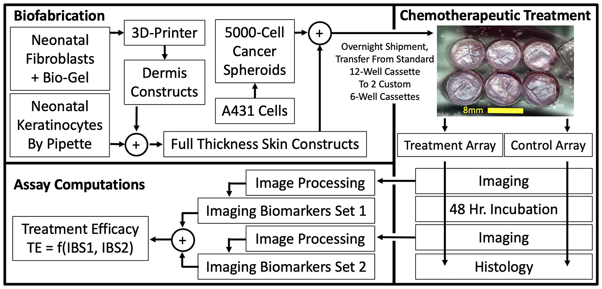 3D, Biofabricated tissue model system and chemotherapeutic assay using multi-channel confocal microscopy imaging biomarkers
