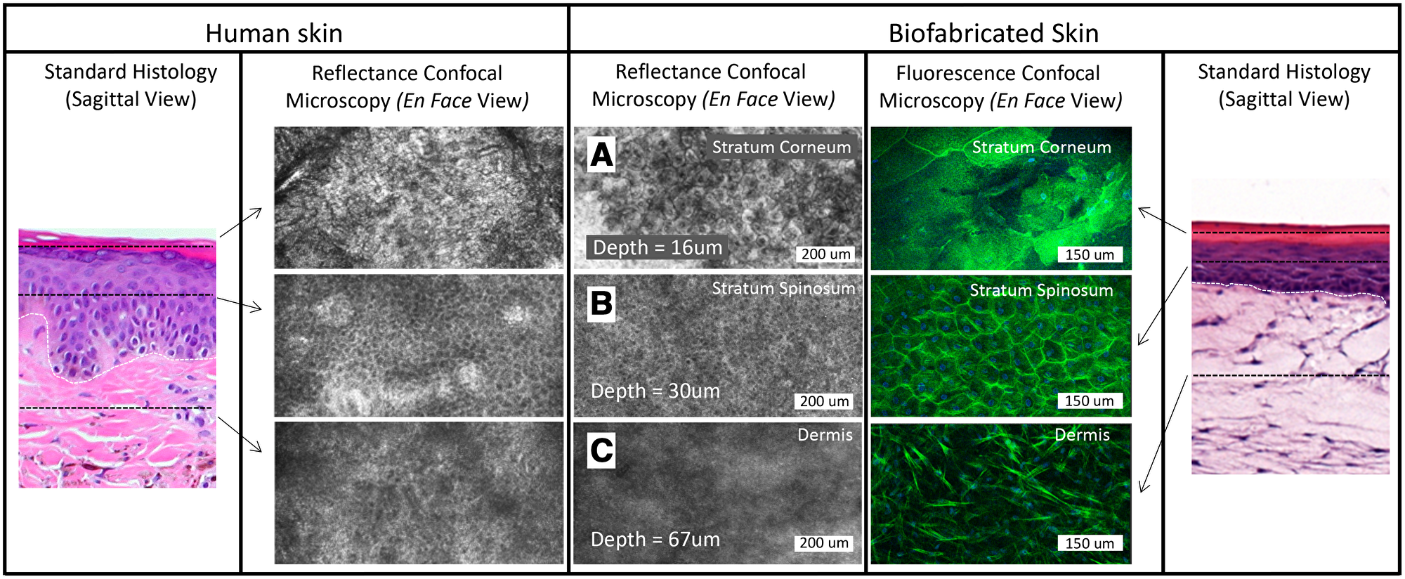 Stratum corneum (A), stratum spinosum (B), and dermis (C) of human skin and biofabricated skin at different depth layers in en face, confocal reflectance and fluorescence microscopy. The dermal-epidermal junction is shown as a dotted white line in the standard histology of skin and biofabricated skin images.