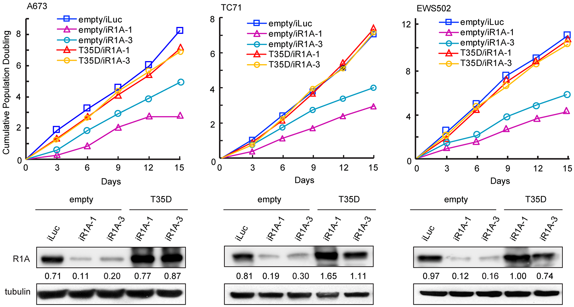 Depletion of PPP1R1A inhibits ES cell proliferation