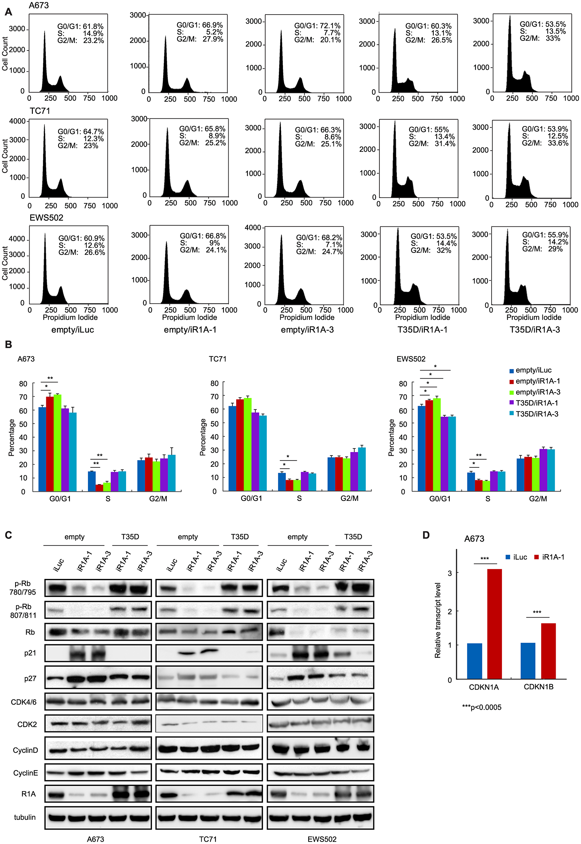 PPP1R1A controls G1 to S transition in ES cell cycle