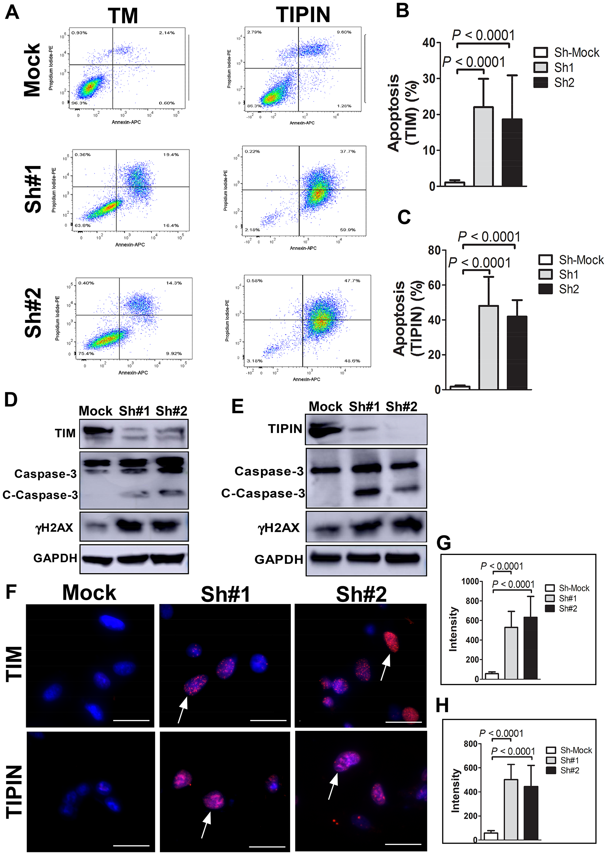 Knockdown of TIM or TIPIN induces apoptosis of melanoma cells