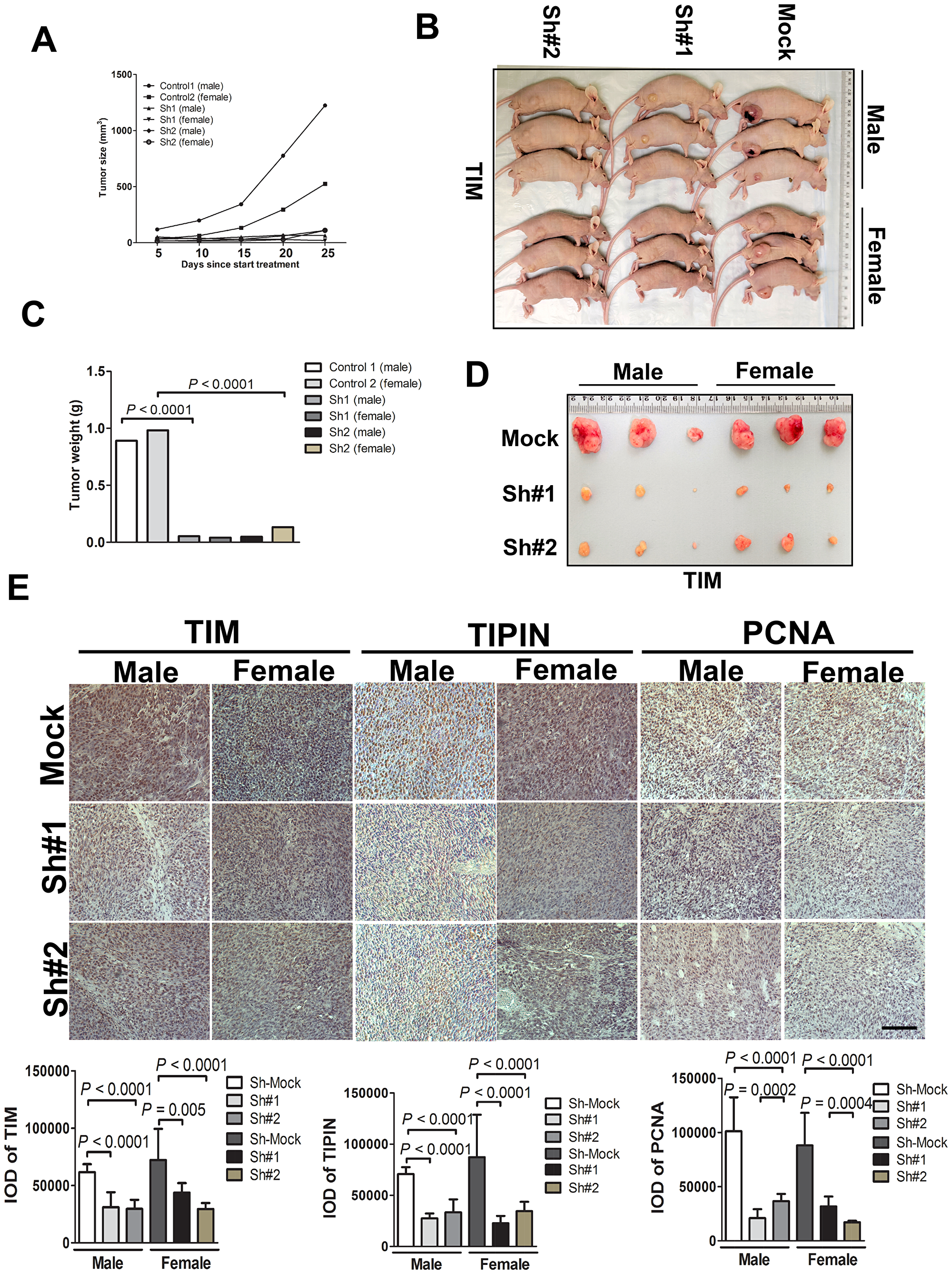 TIM knockdown diminishes tumorigenicity of melanoma cells in vivo