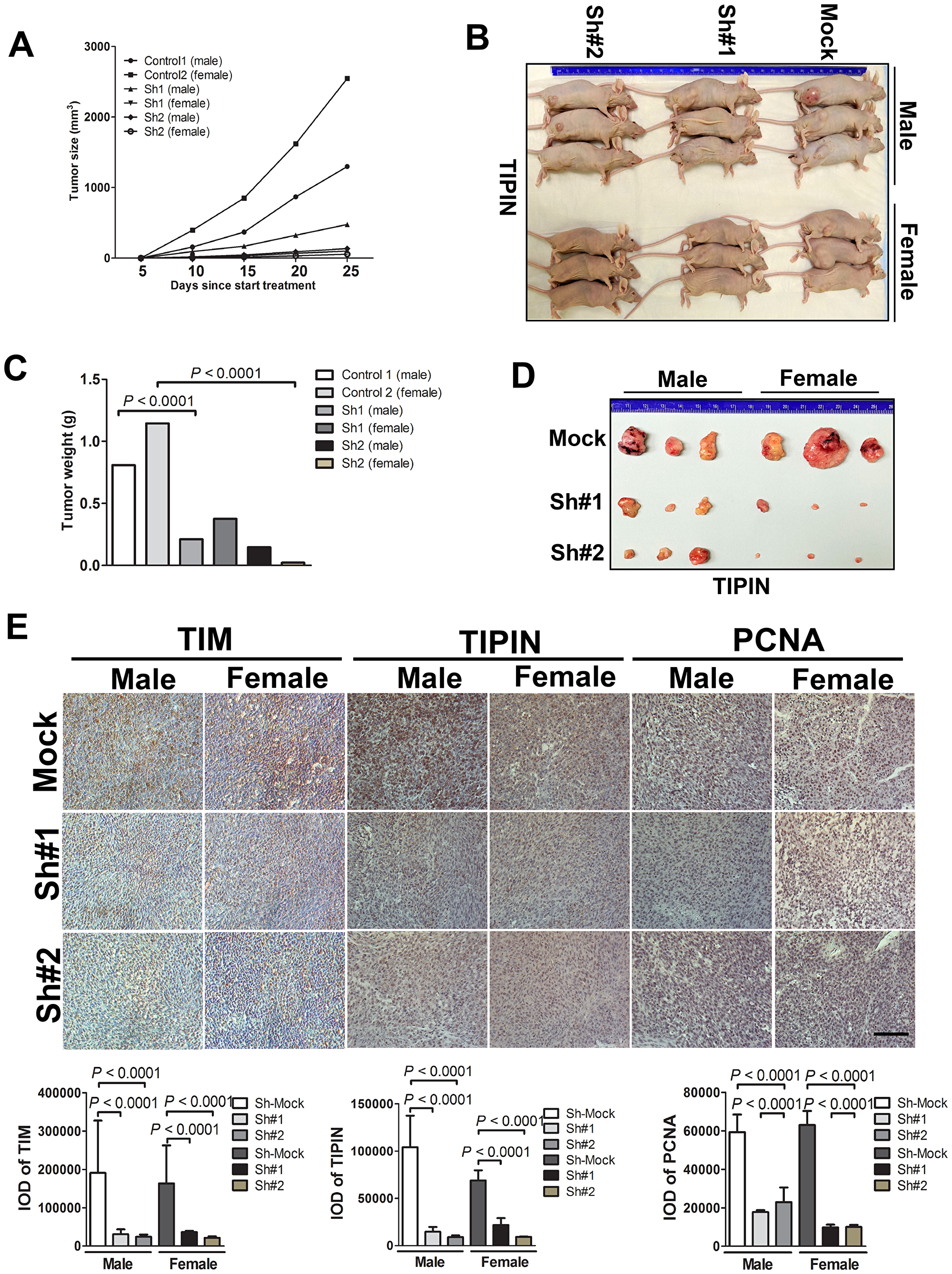TIPIN knockdown diminishes tumorigenicity of melanoma cells in vivo