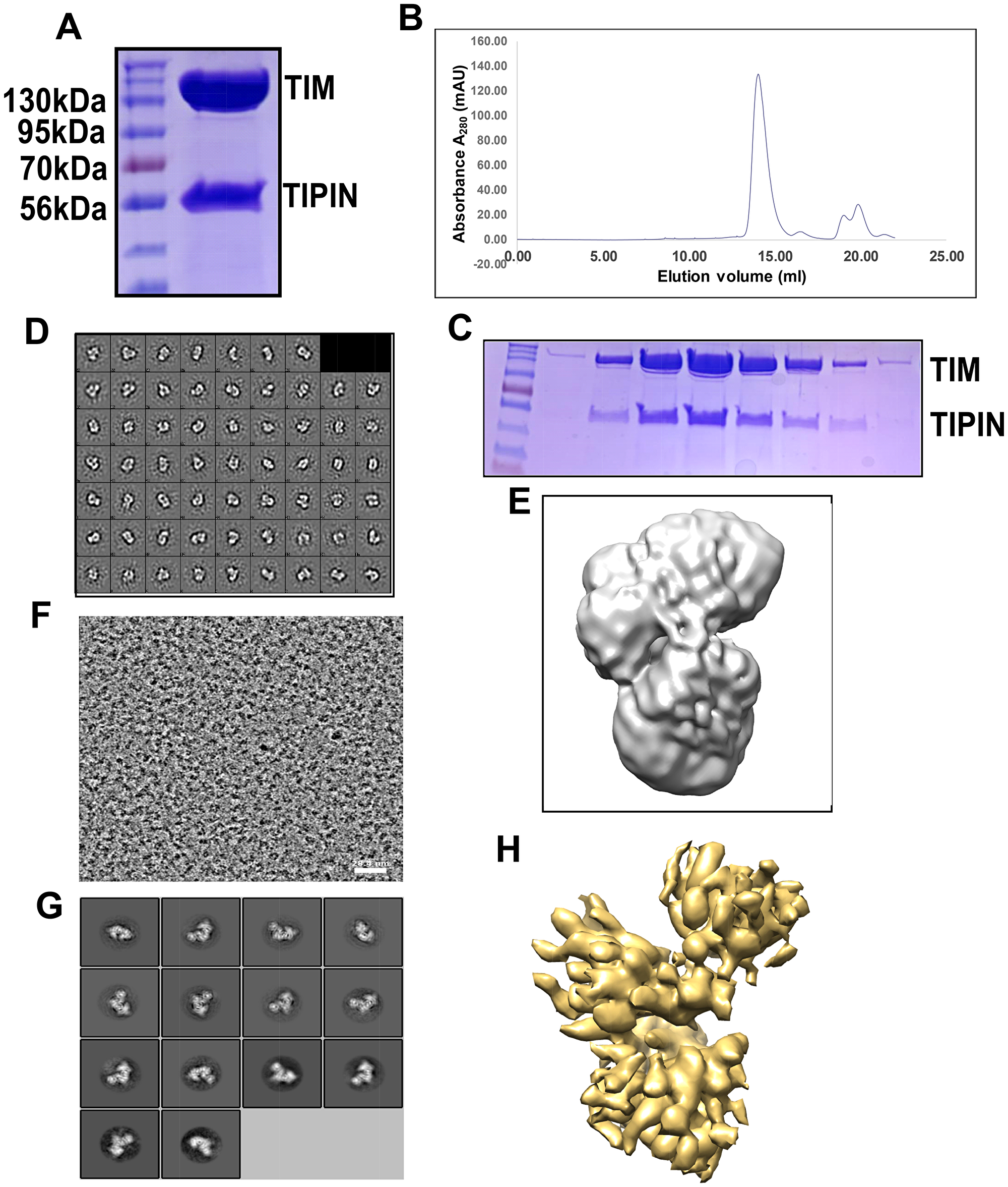 Reconstitution of the TIM/TIPIN complex visualized by cryo-EM