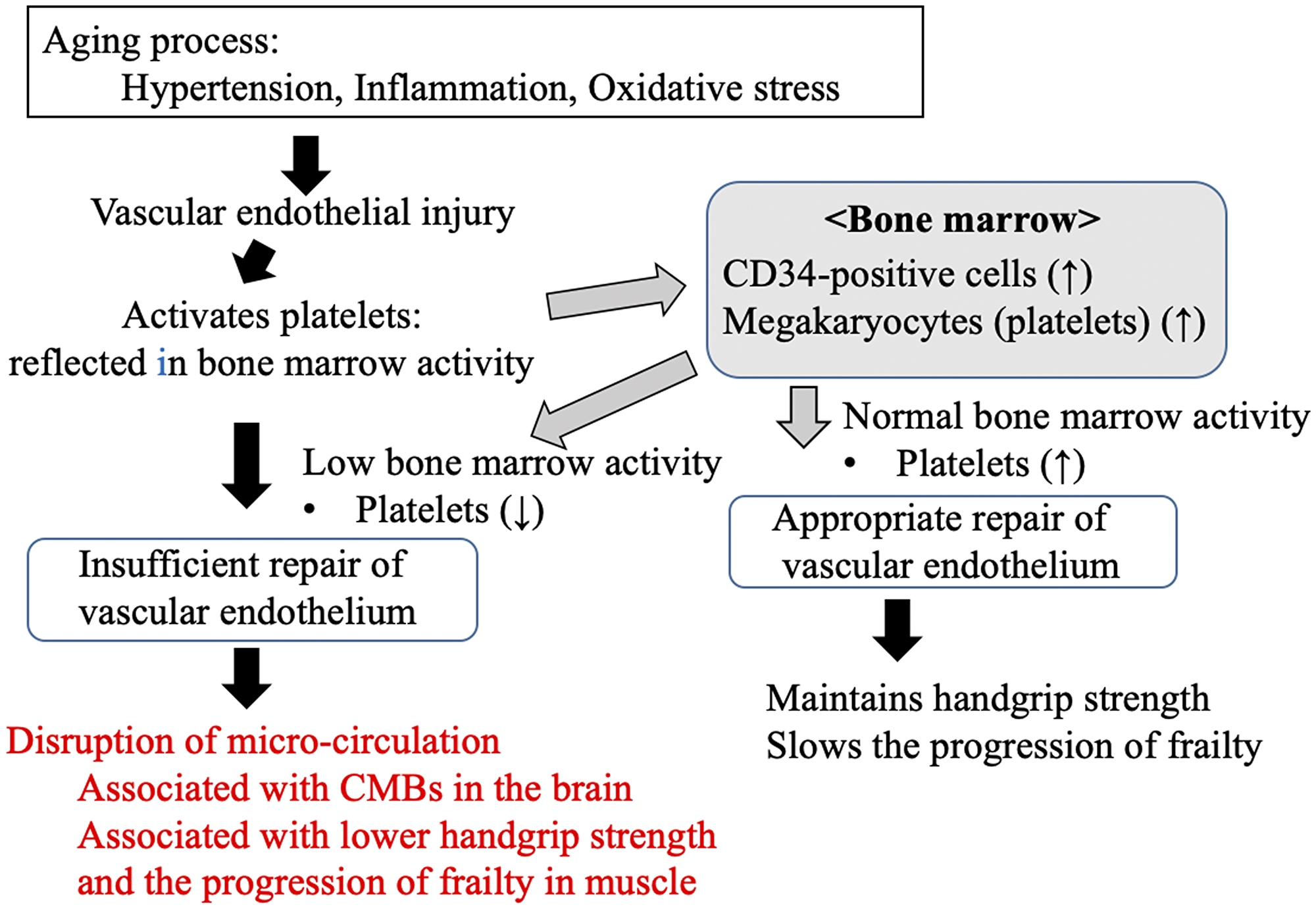 Possible mechanism underlying the links between the progression of frailty, handgrip strength, cerebral microbleeds, and platelet count, as an index of endothelial repair capability, in older people in the present study