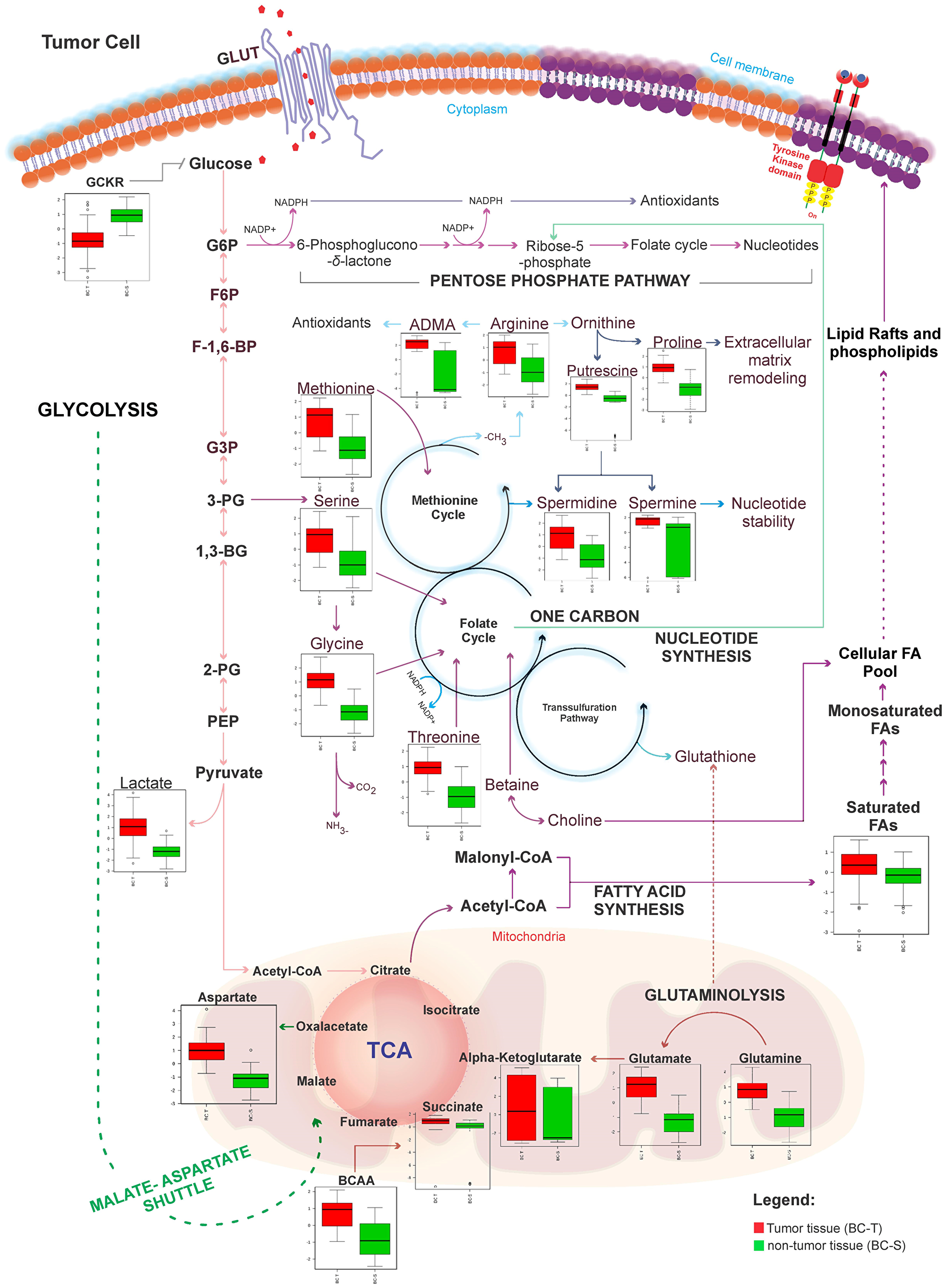 Metabolic network map between IDC and non-tumor adjacent breast tissues according to the main metabolites identified in this study