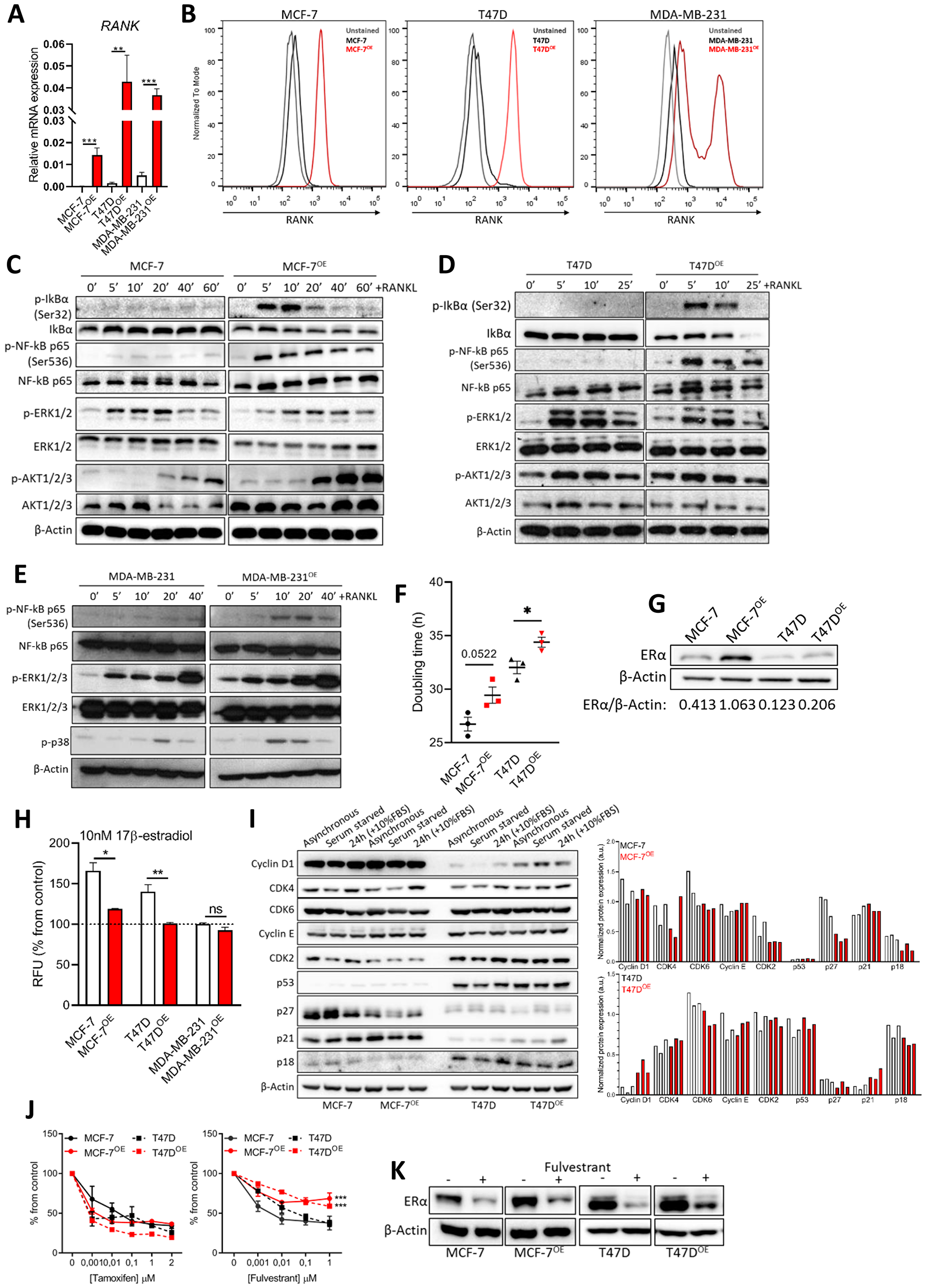 RANK overexpression is associated with altered cell cycle regulators and induced resistance to fulvestrant